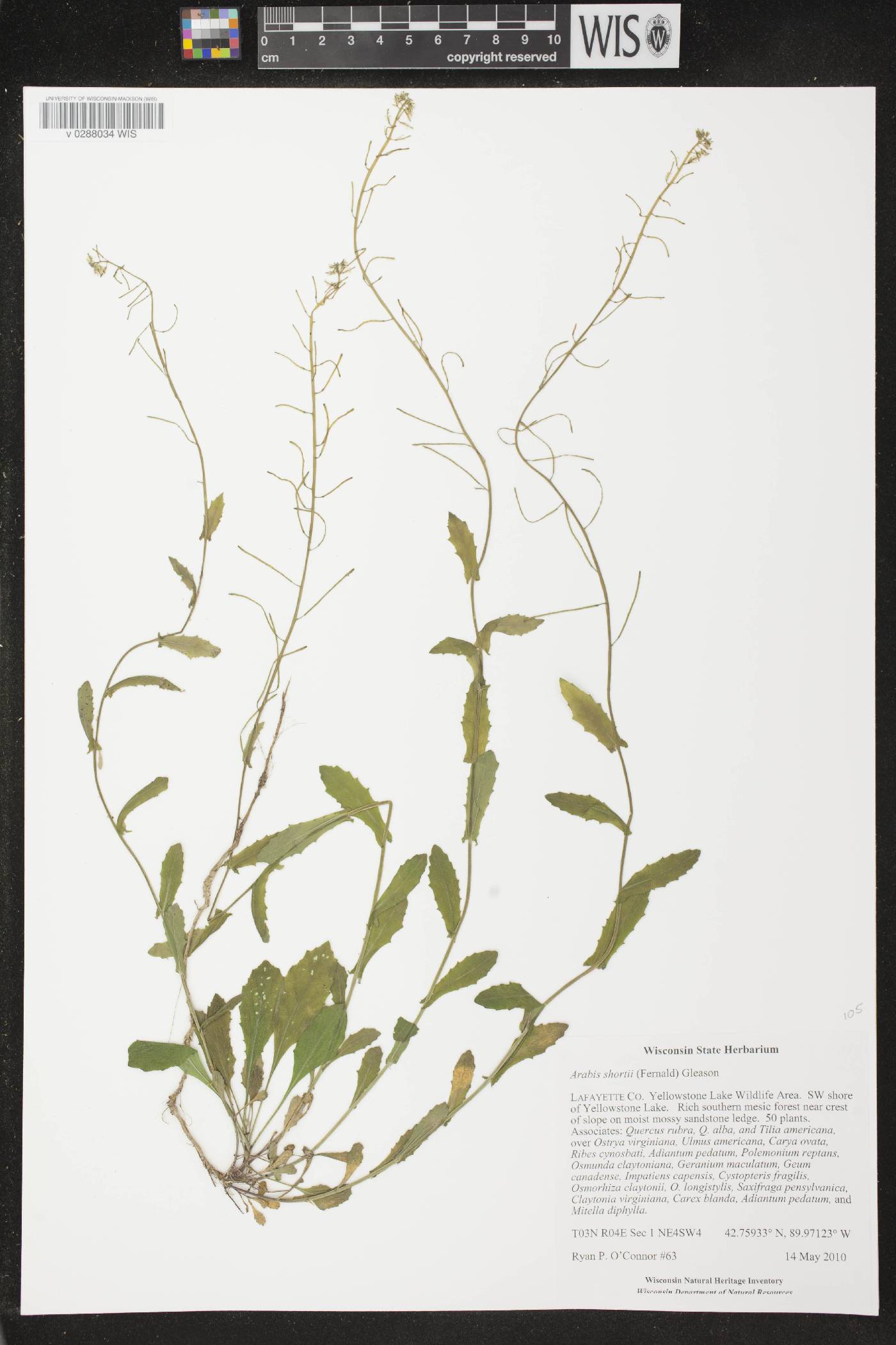 Boechera dentata image