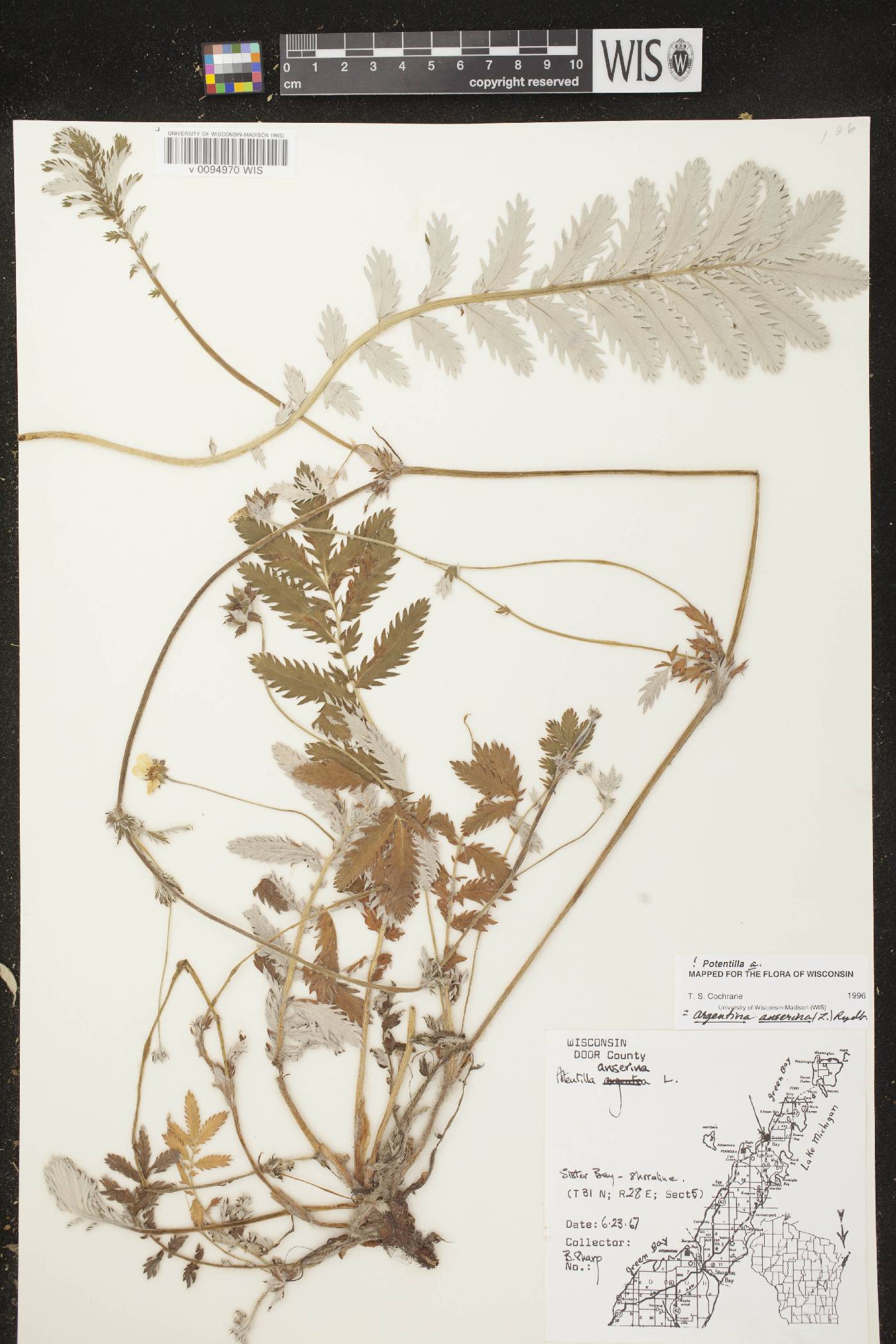Potentilla anserina subsp. anserina image