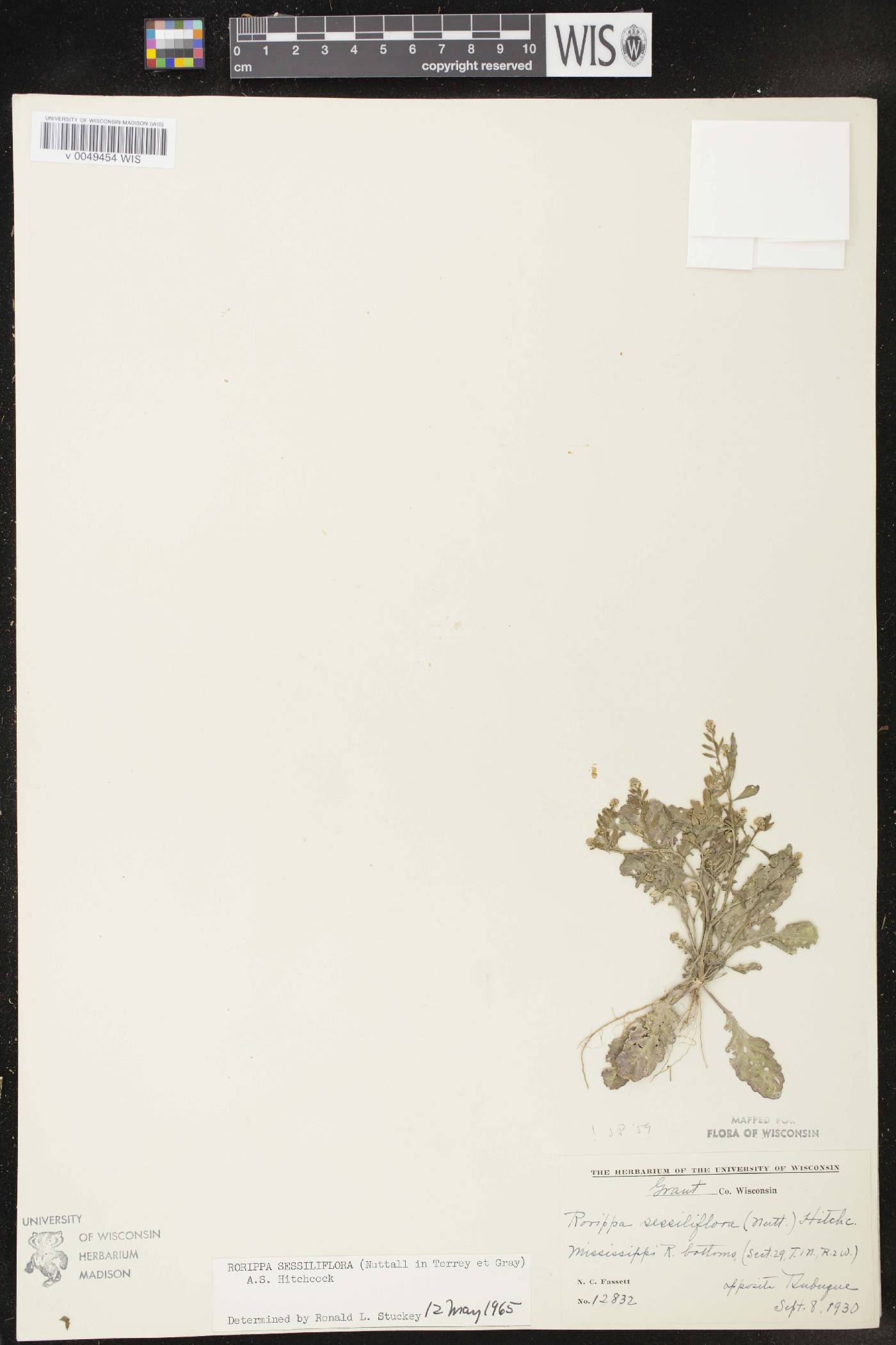 Rorippa sessiliflora image