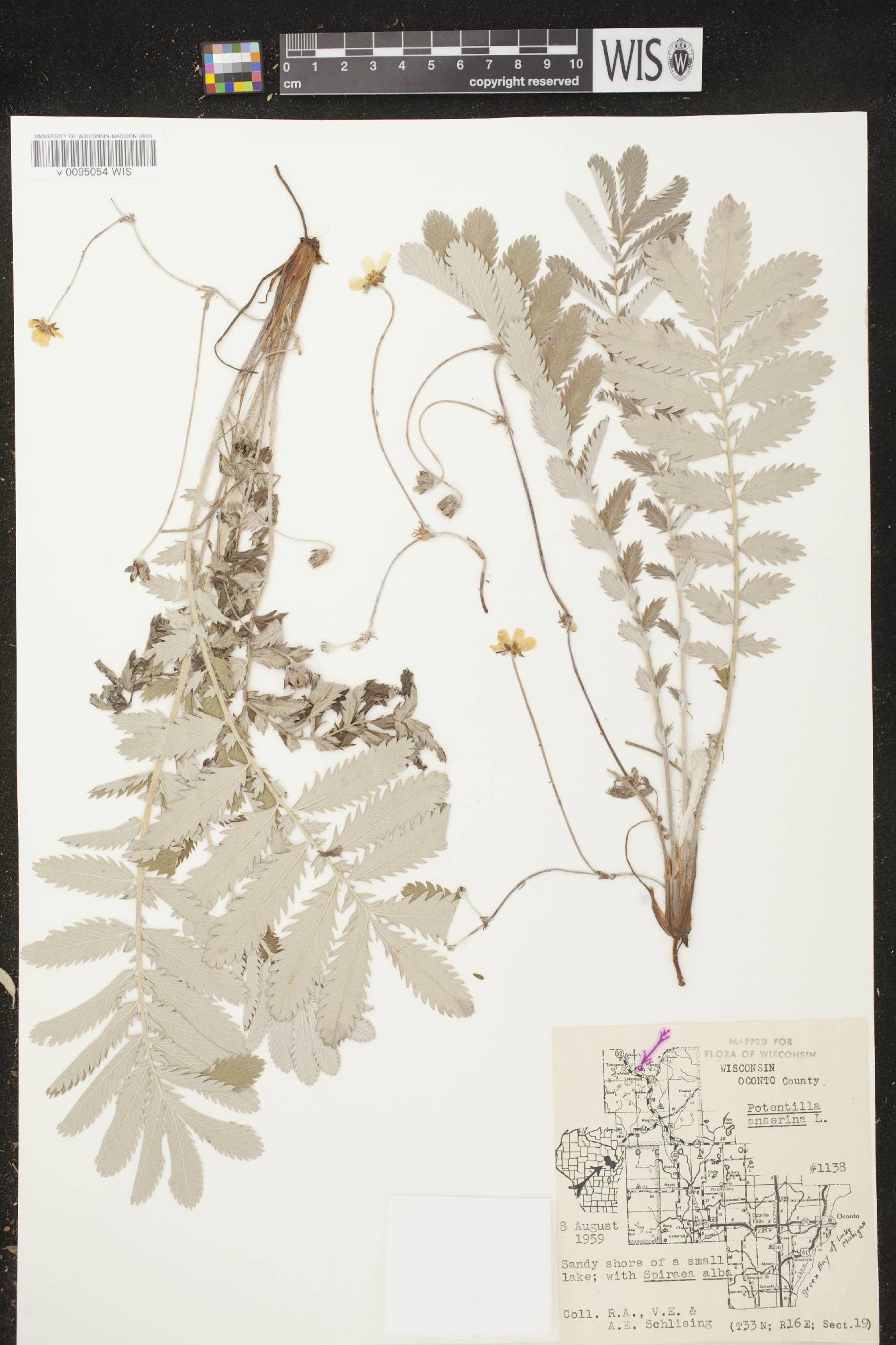 Potentilla anserina subsp. anserina image