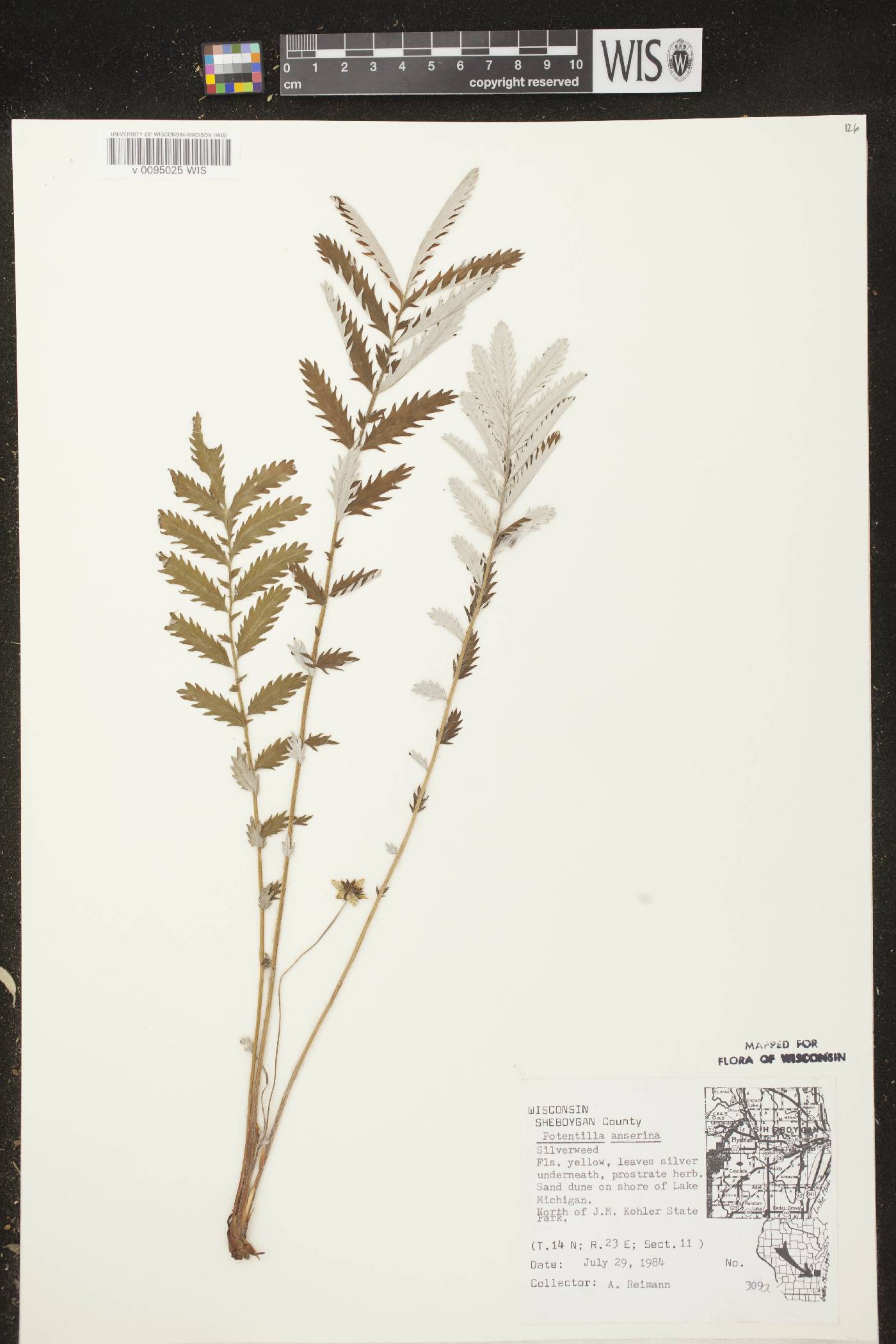 Potentilla anserina subsp. anserina image
