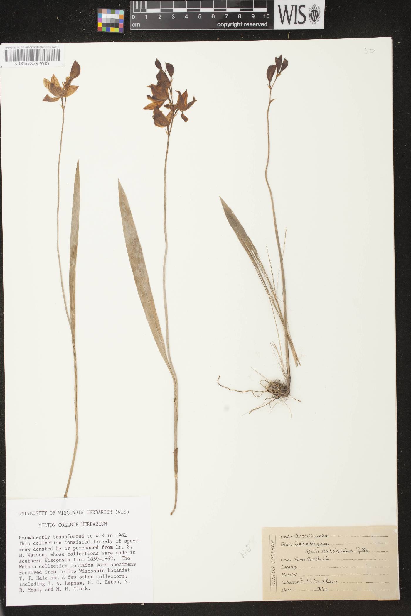 Calopogon tuberosus image