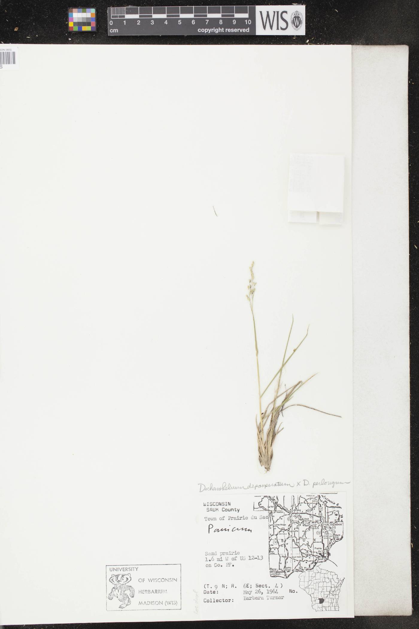 Dichanthelium depauperatum X D. perlongum image