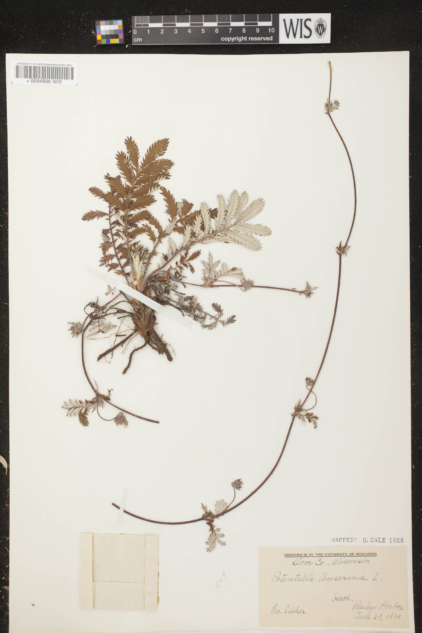 Potentilla anserina subsp. anserina image