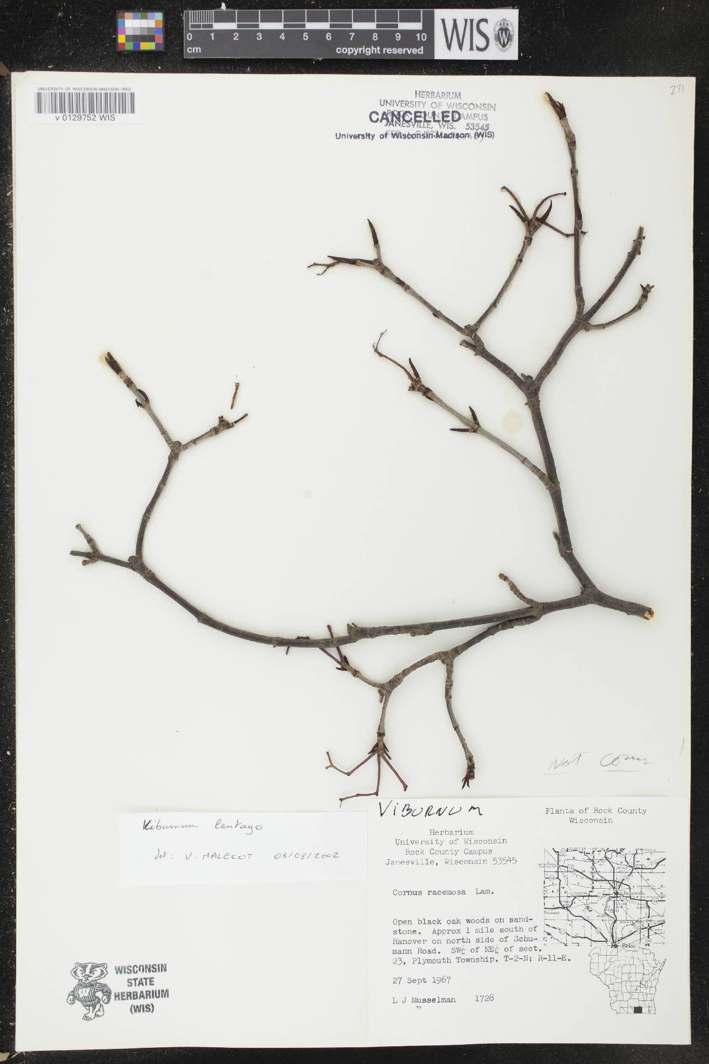 Viburnum lentago image
