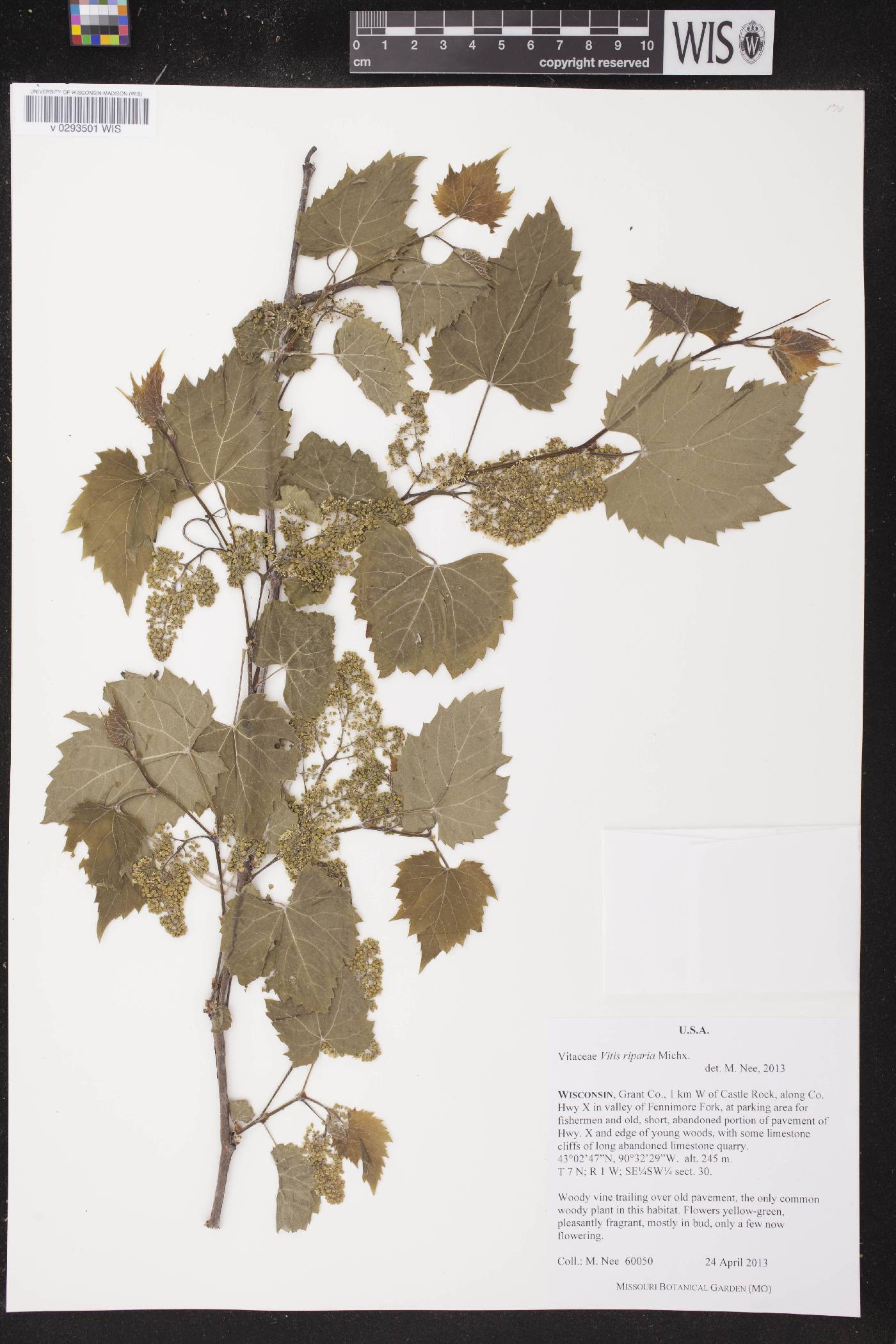 Vitis riparia image