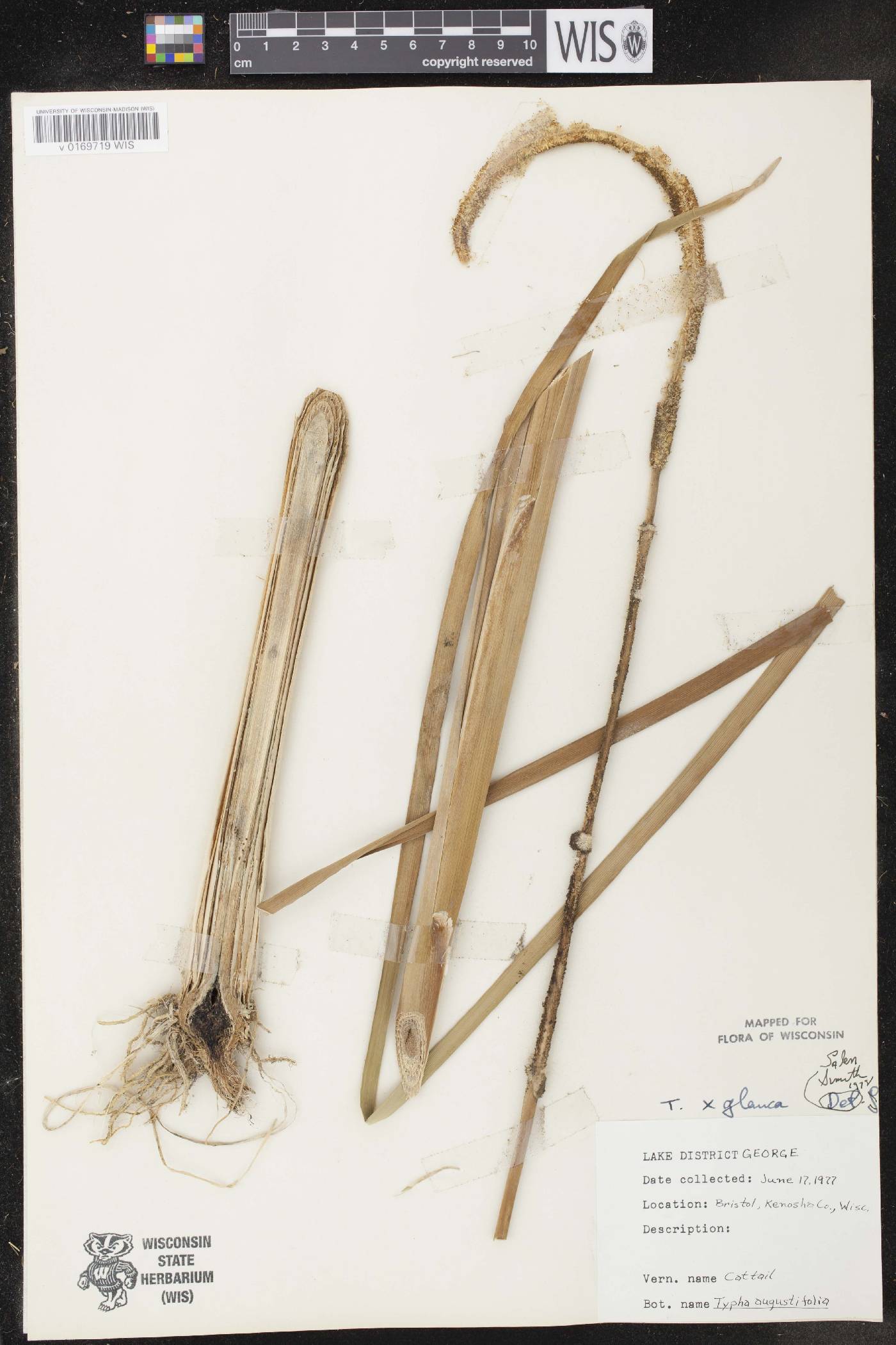 Typha X glauca image