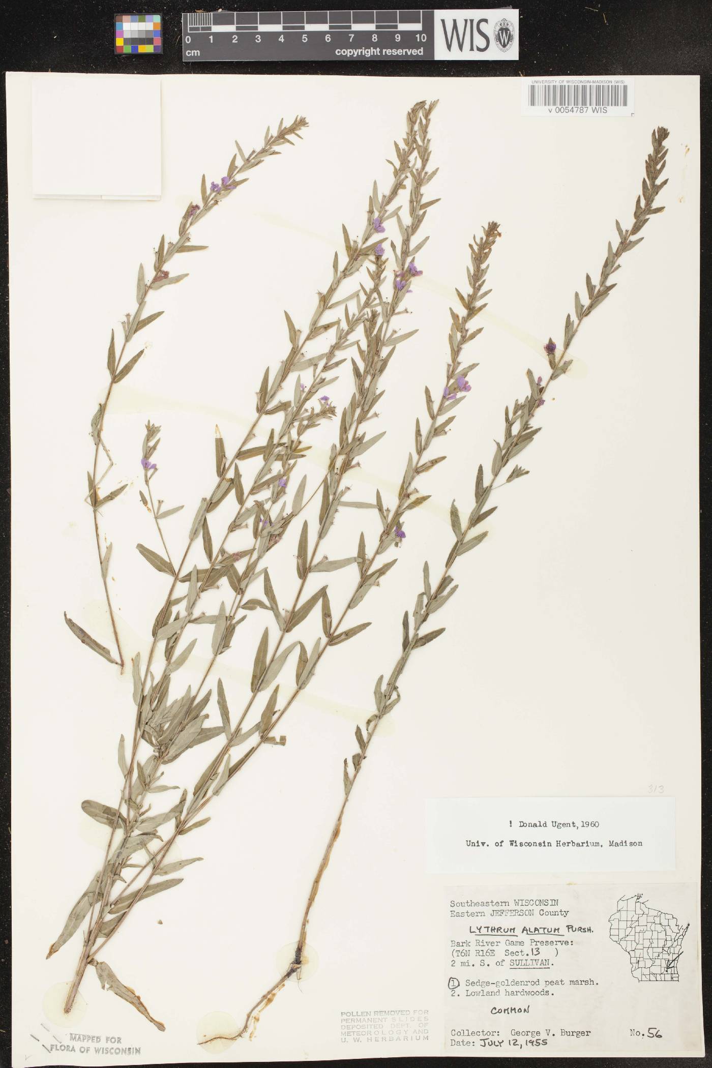 Lythrum alatum var. alatum image
