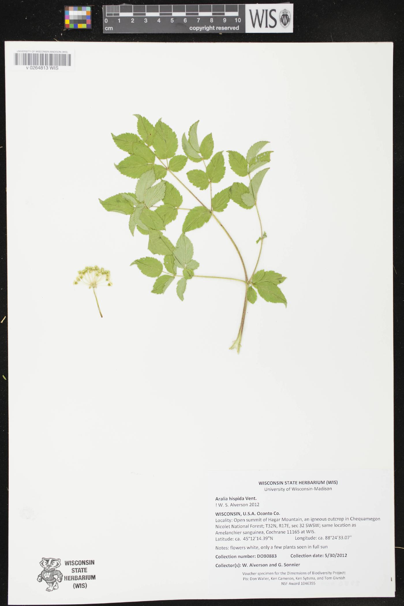 Aralia hispida image