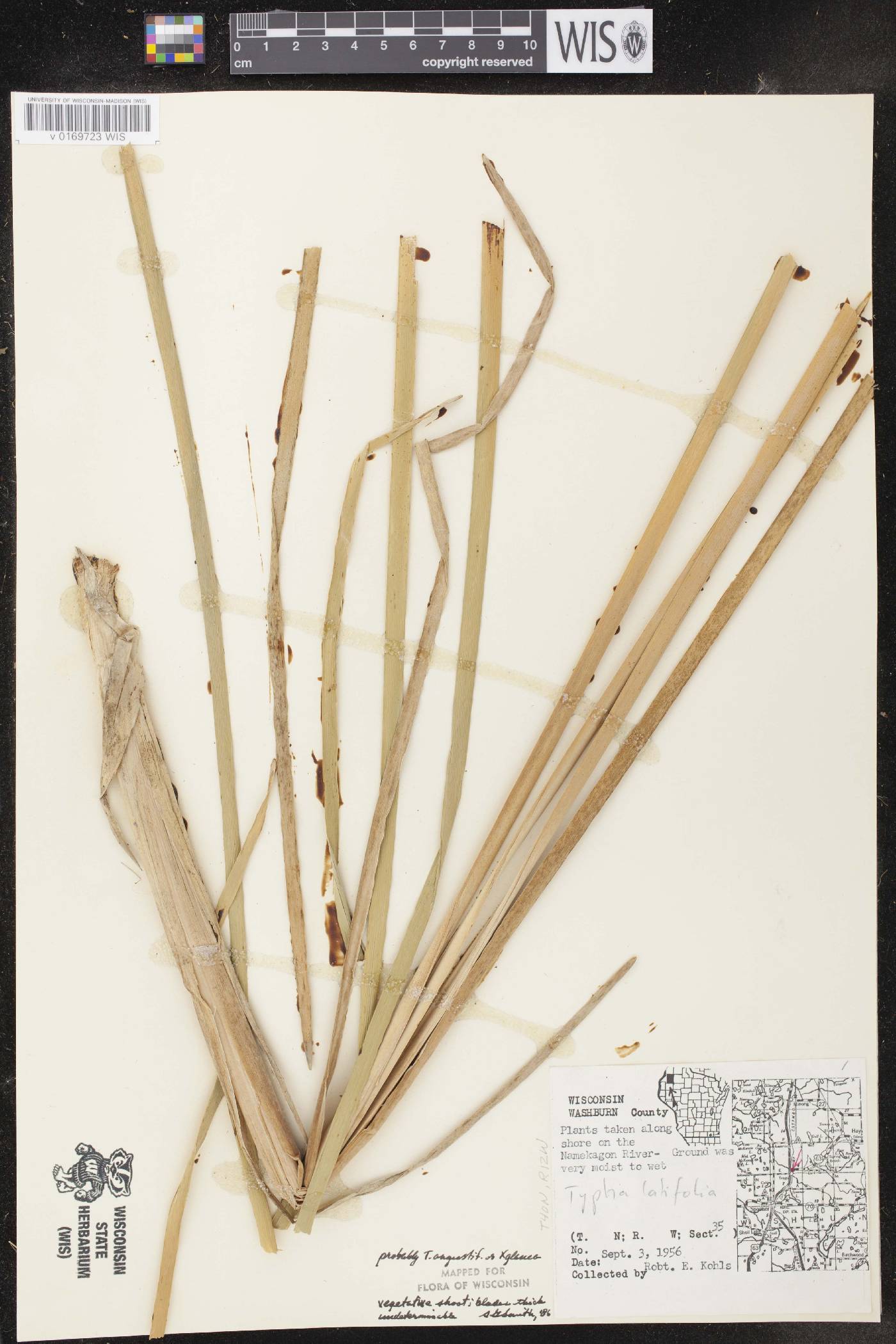 Typha X glauca image