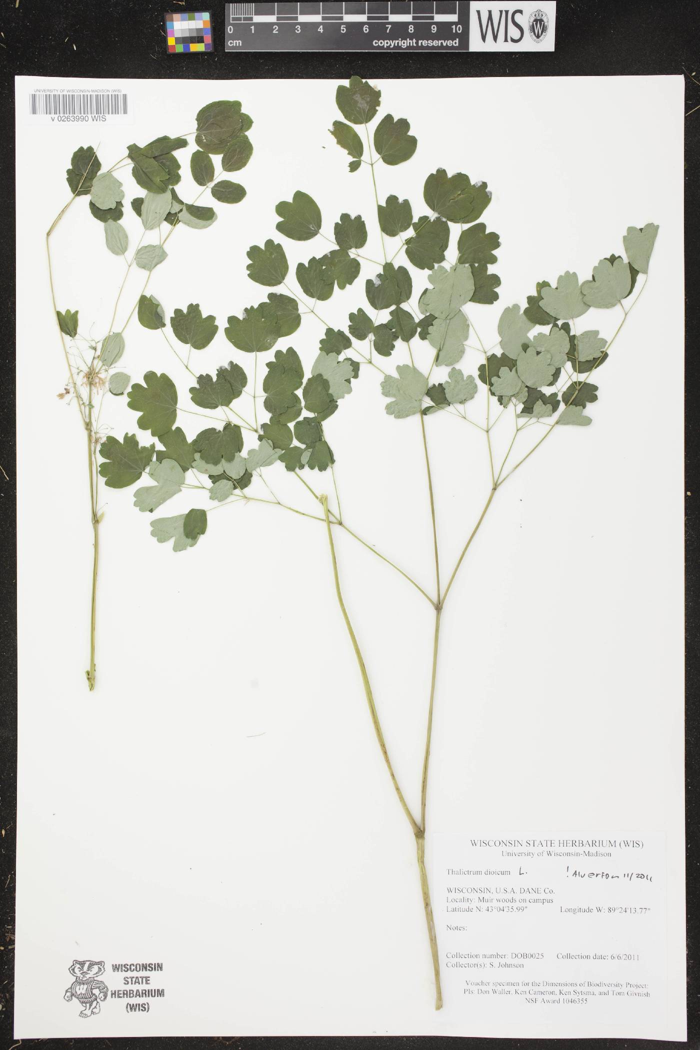 Thalictrum dioicum image