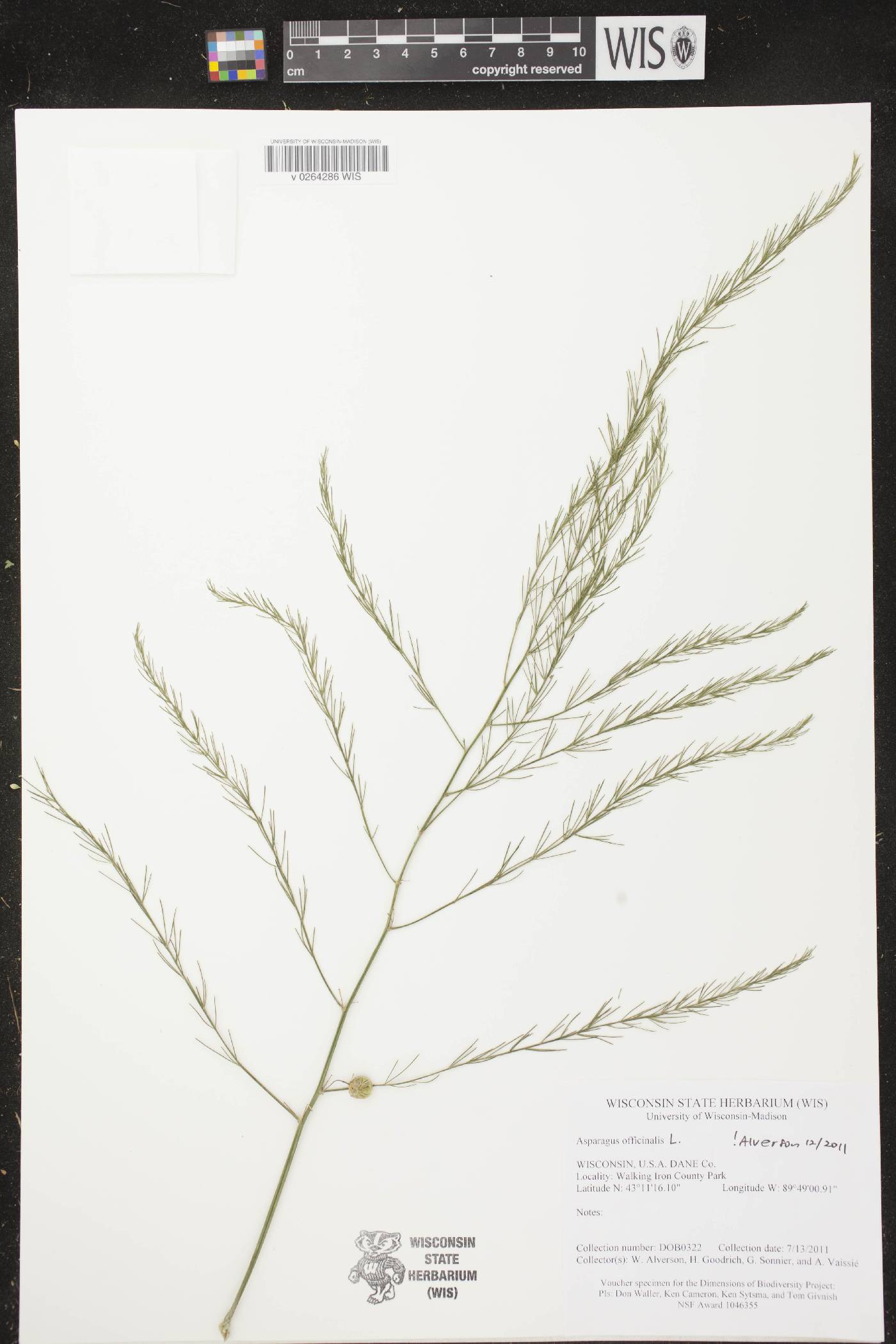 Asparagus officinalis image
