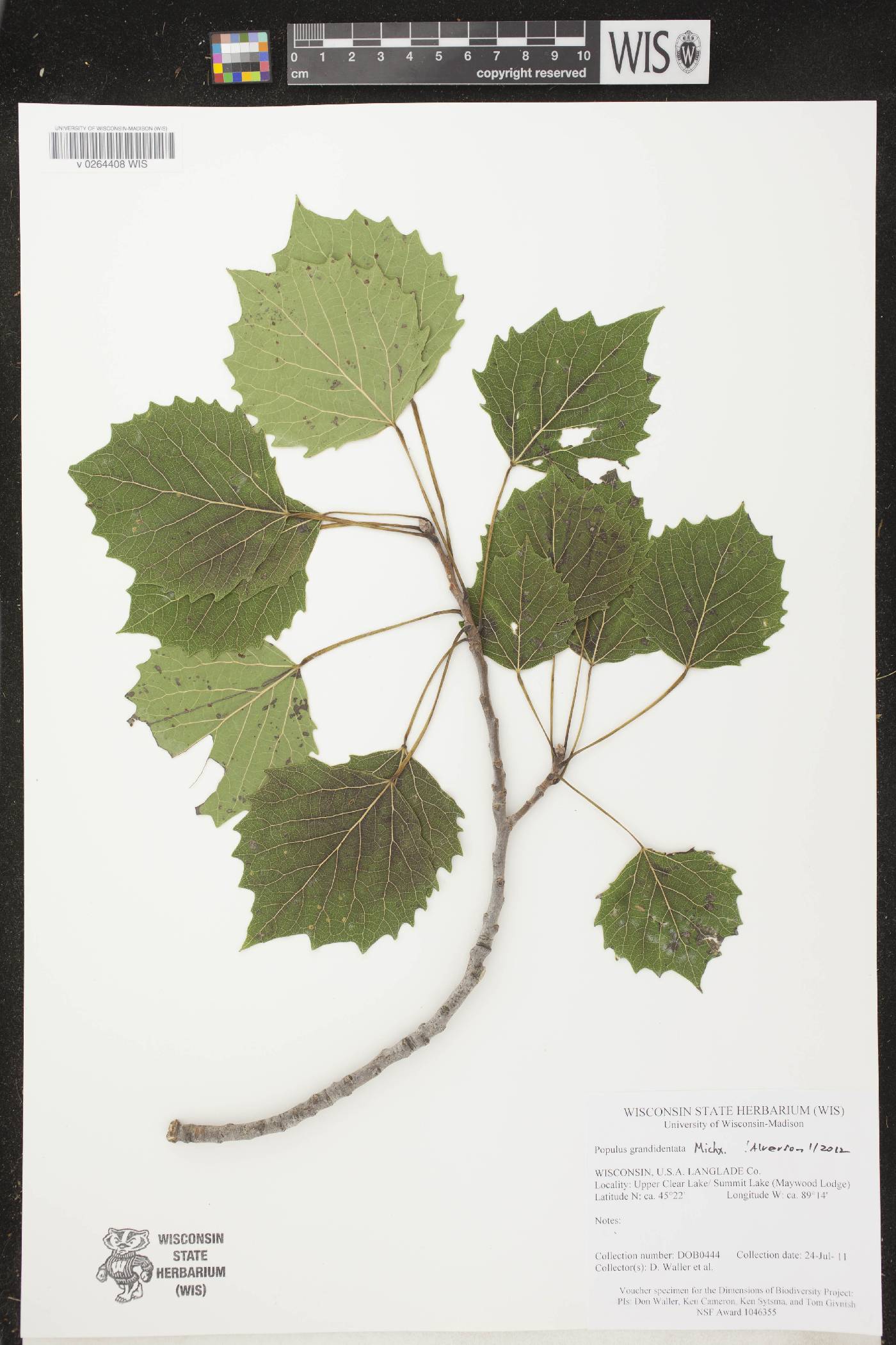 Populus grandidentata image