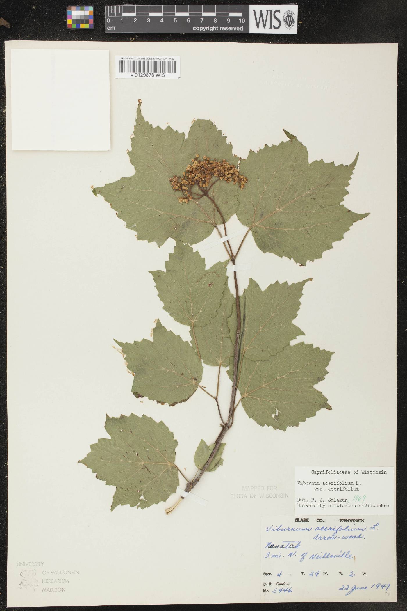 Viburnum acerifolium image