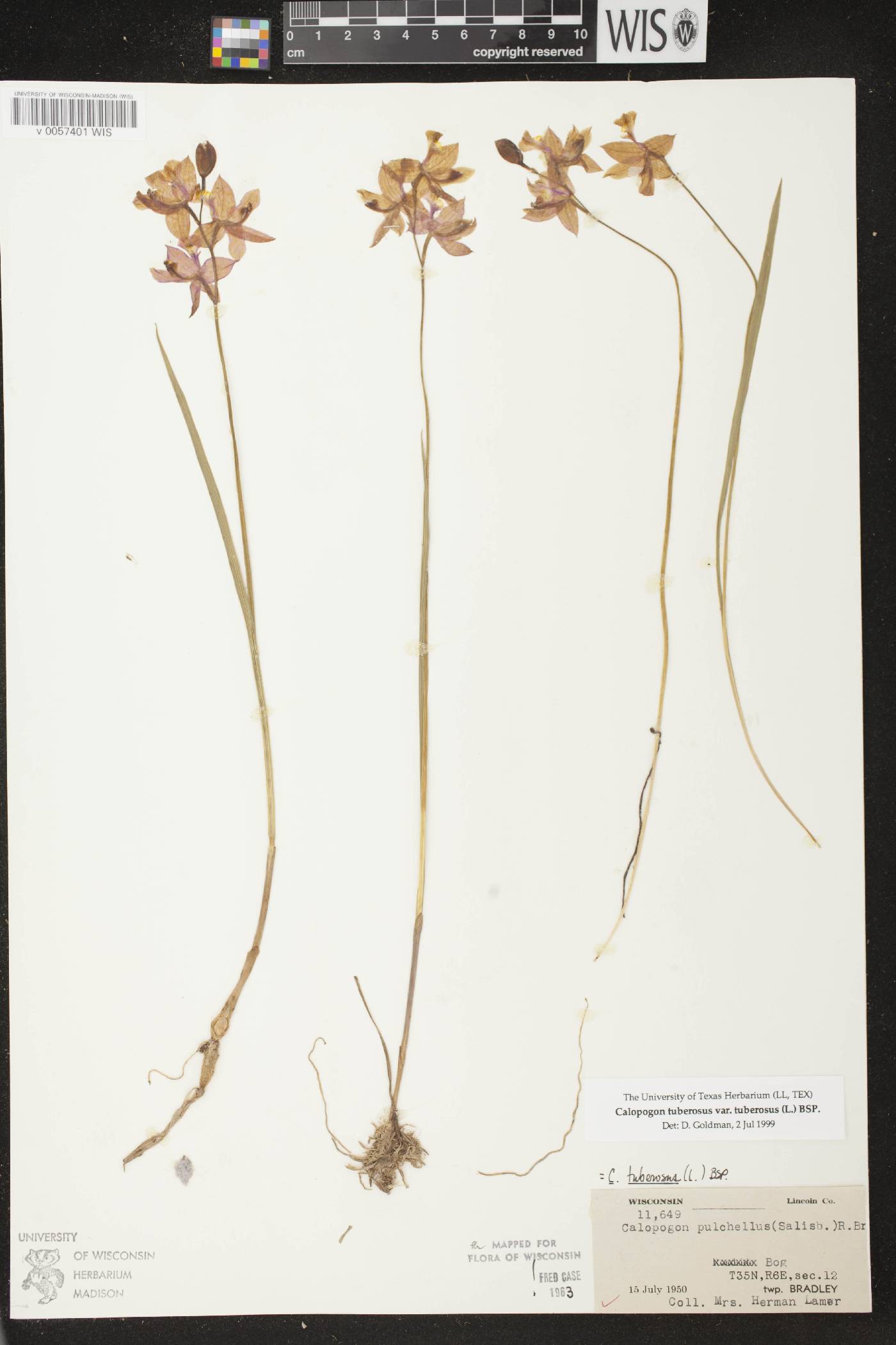 Calopogon tuberosus var. tuberosus image