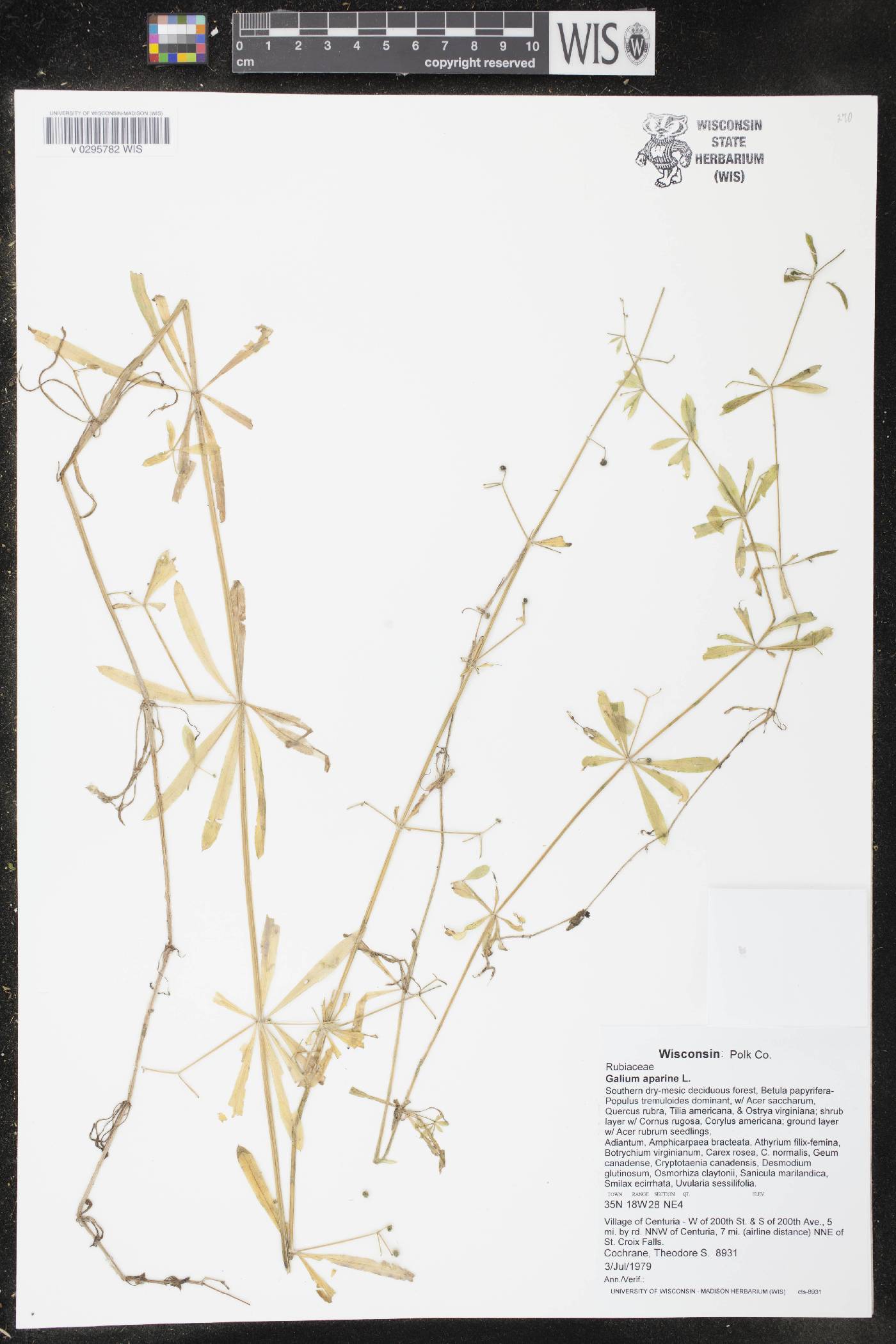 Galium aparine image