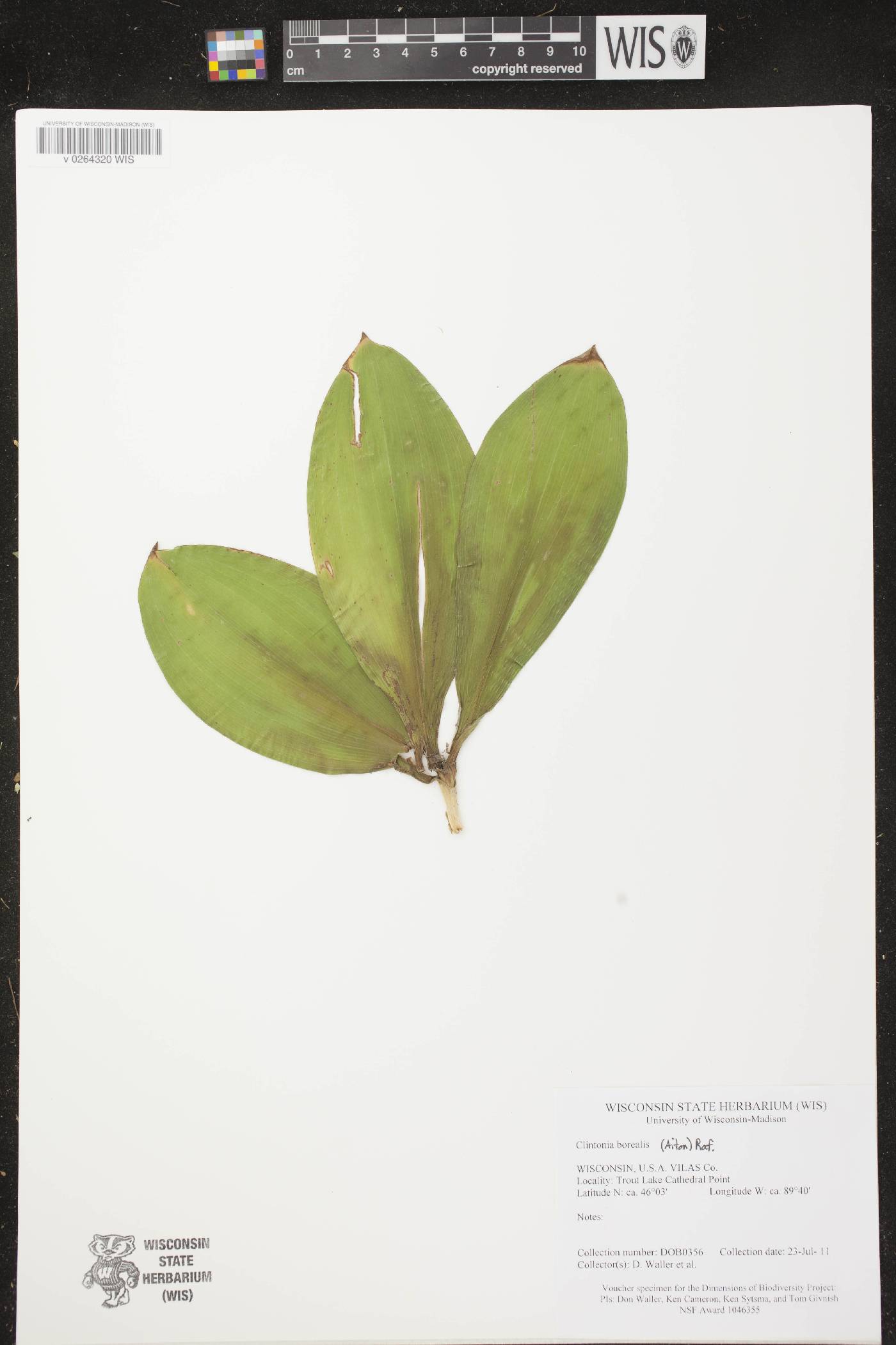 Clintonia borealis image
