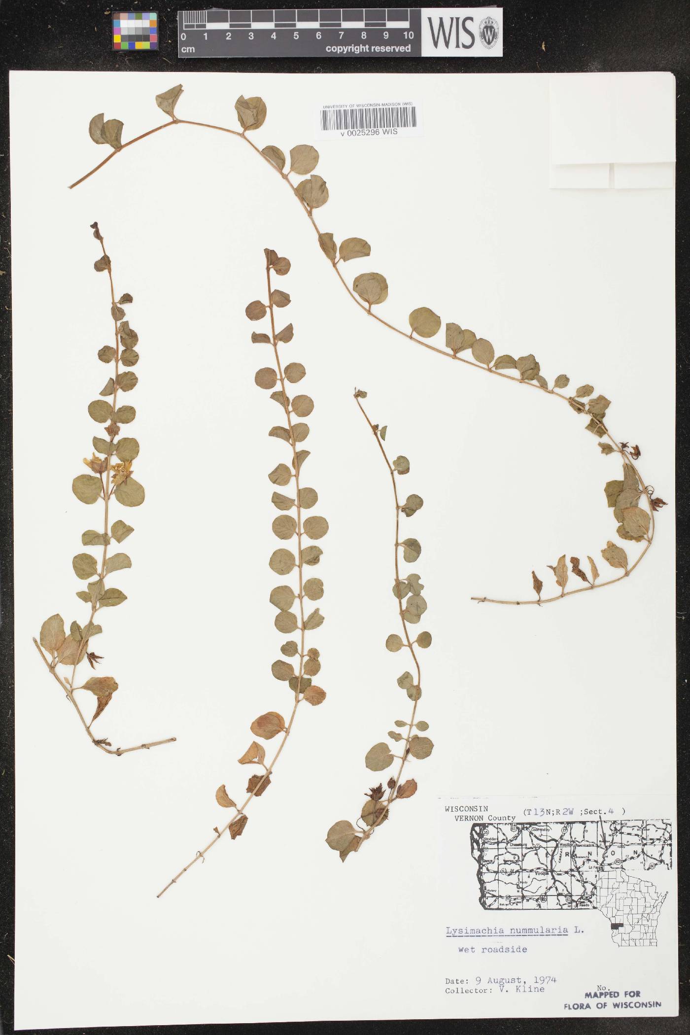 Lysimachia nummularia image