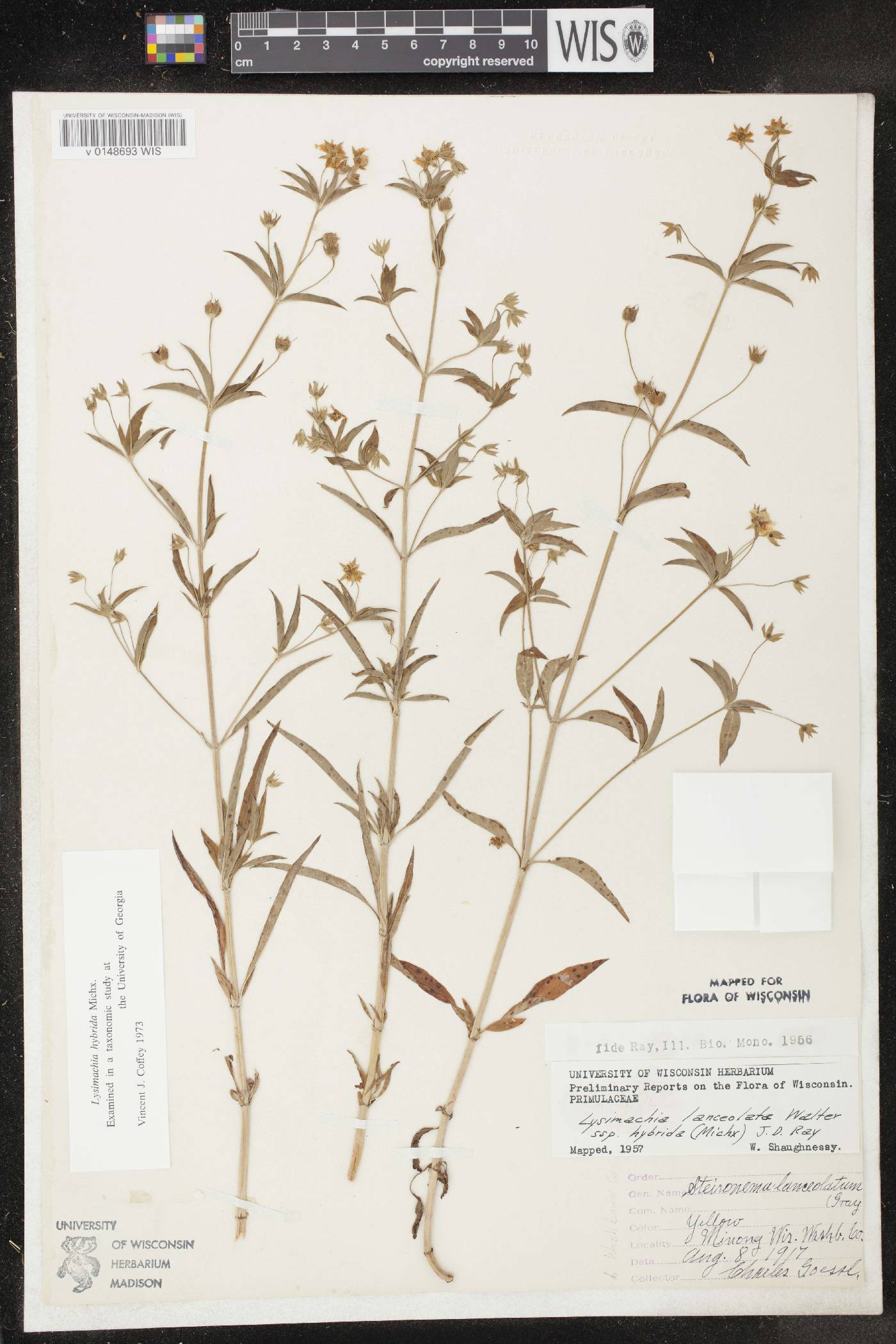 Lysimachia hybrida image