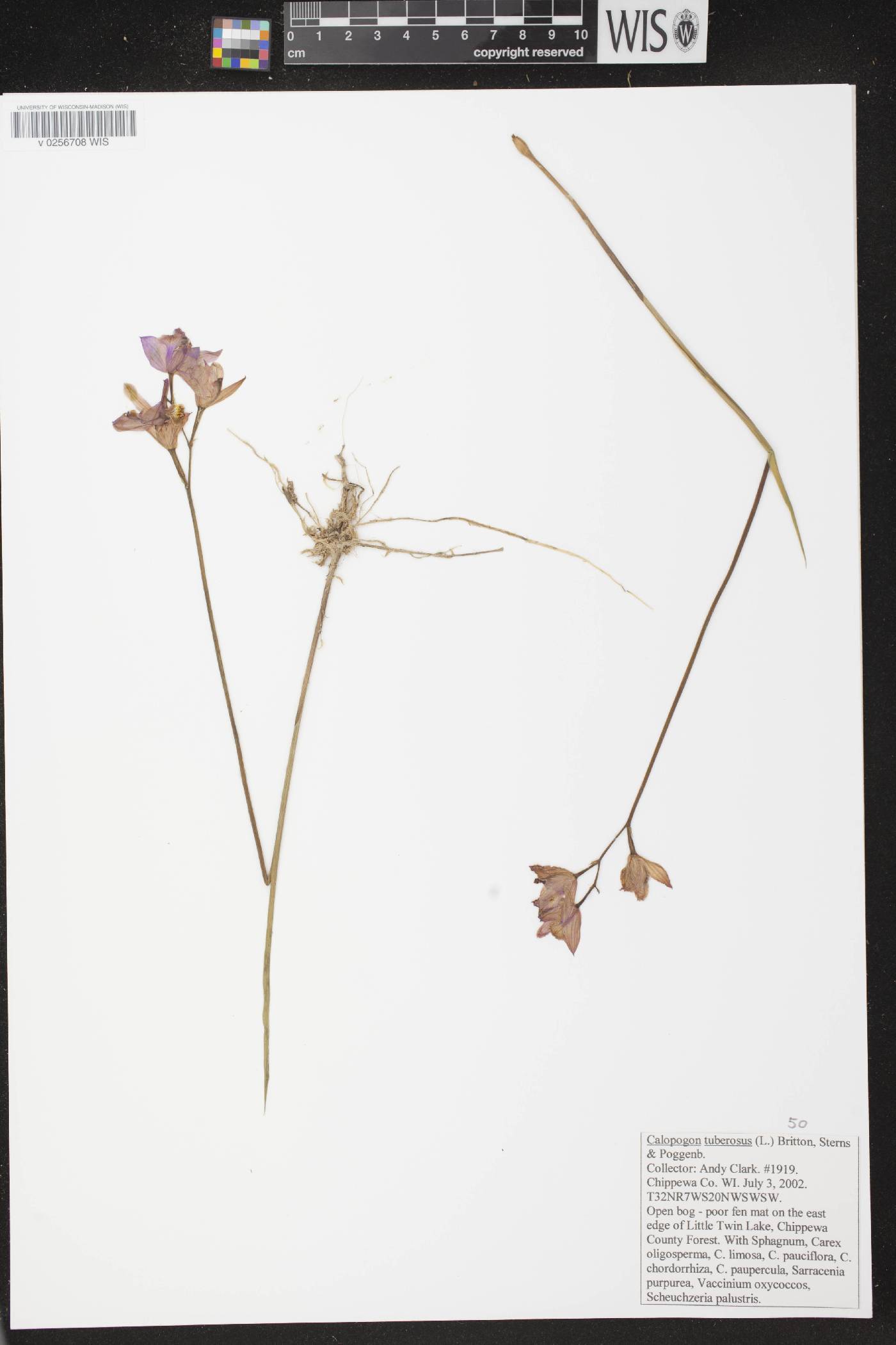 Calopogon tuberosus var. tuberosus image