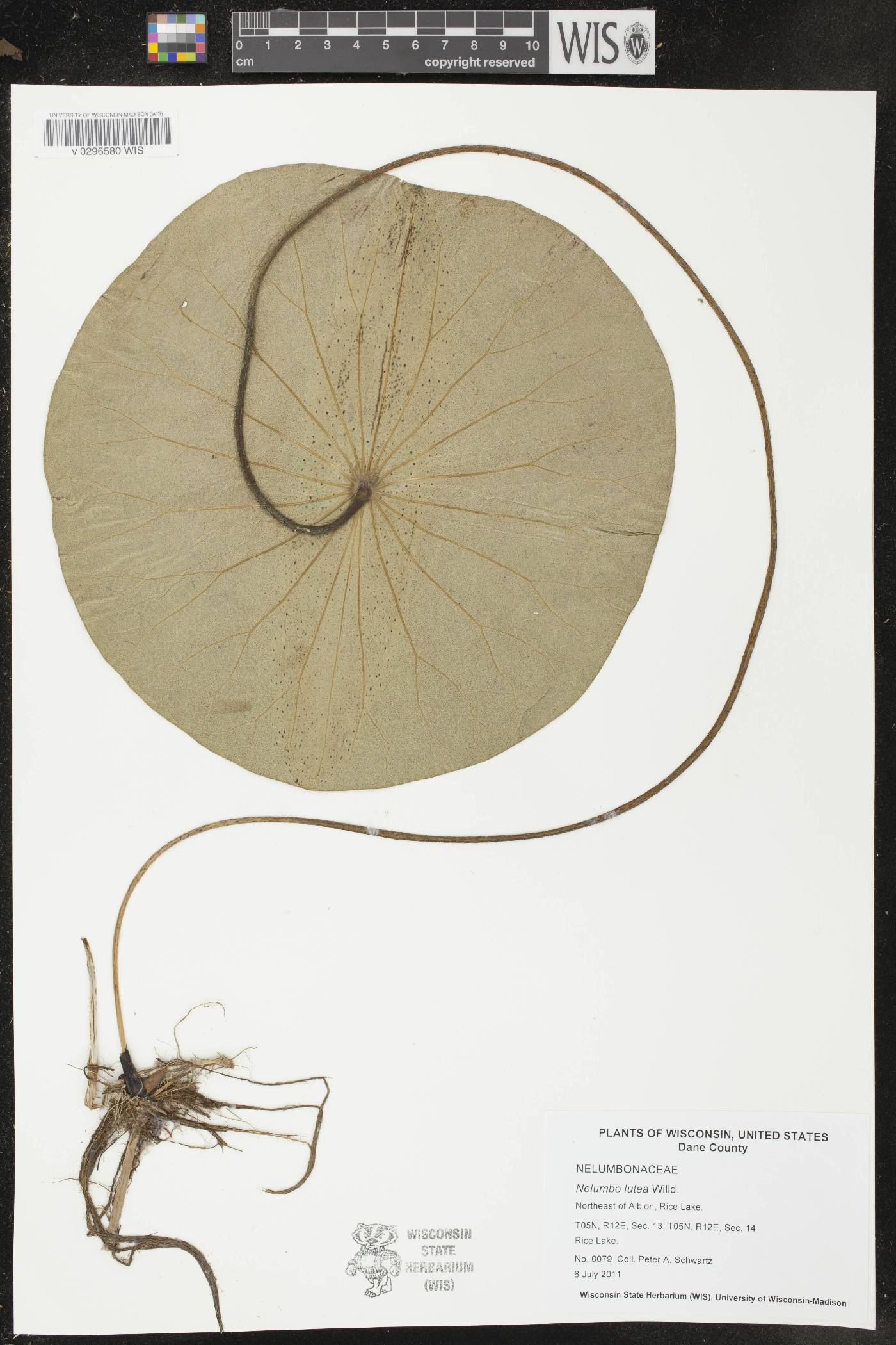 Nelumbo lutea image