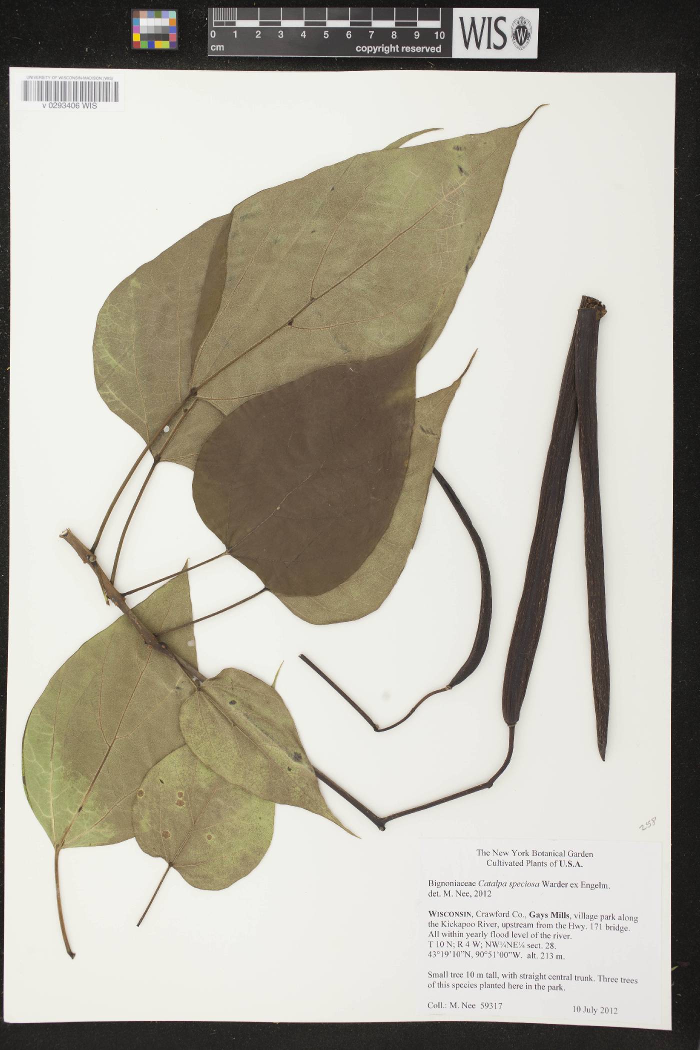 Catalpa speciosa image
