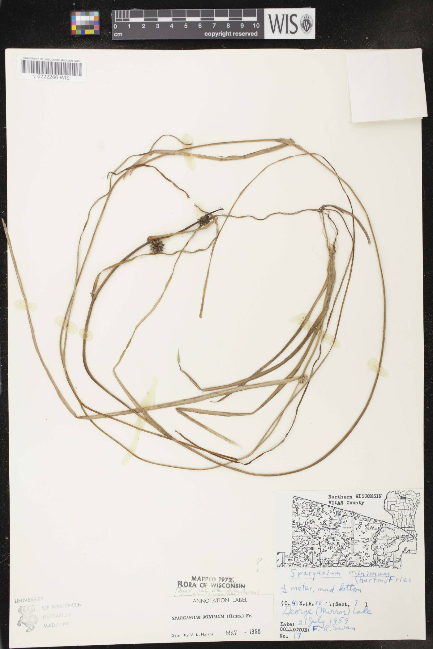 Sparganium natans image