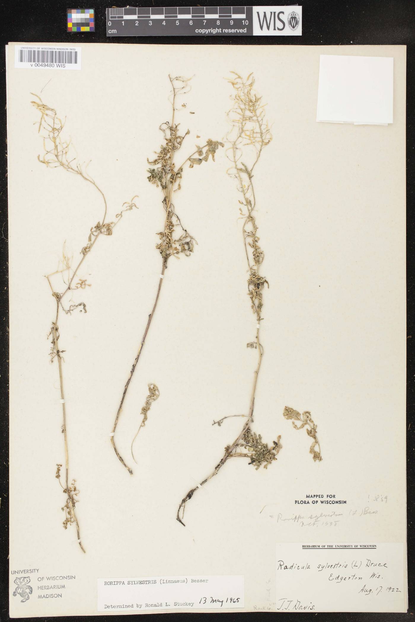 Rorippa sylvestris image