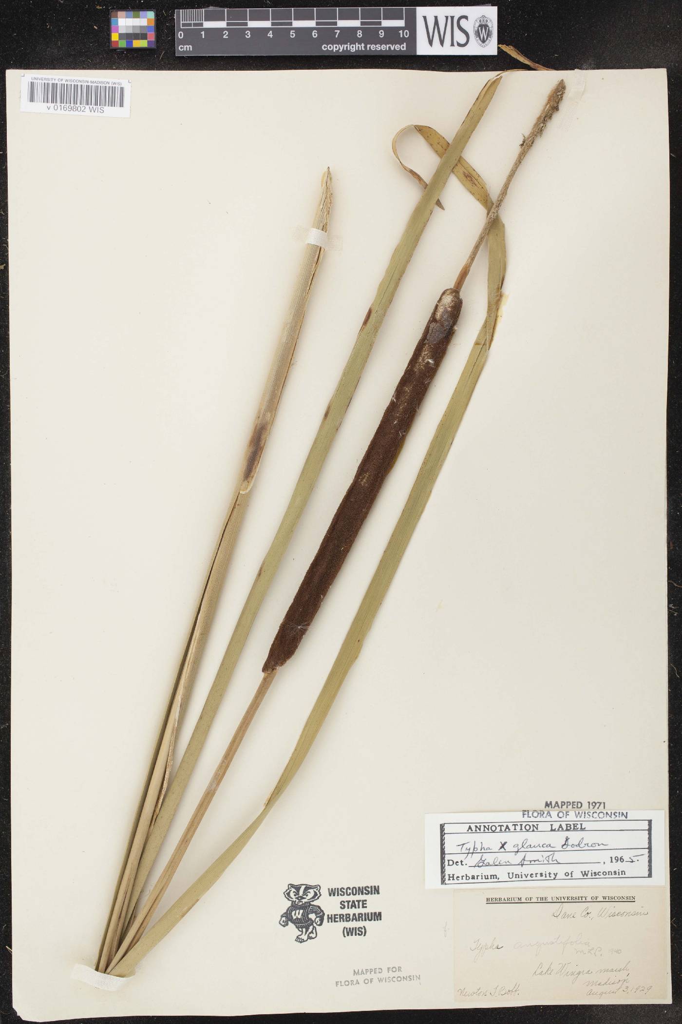 Typha X glauca image