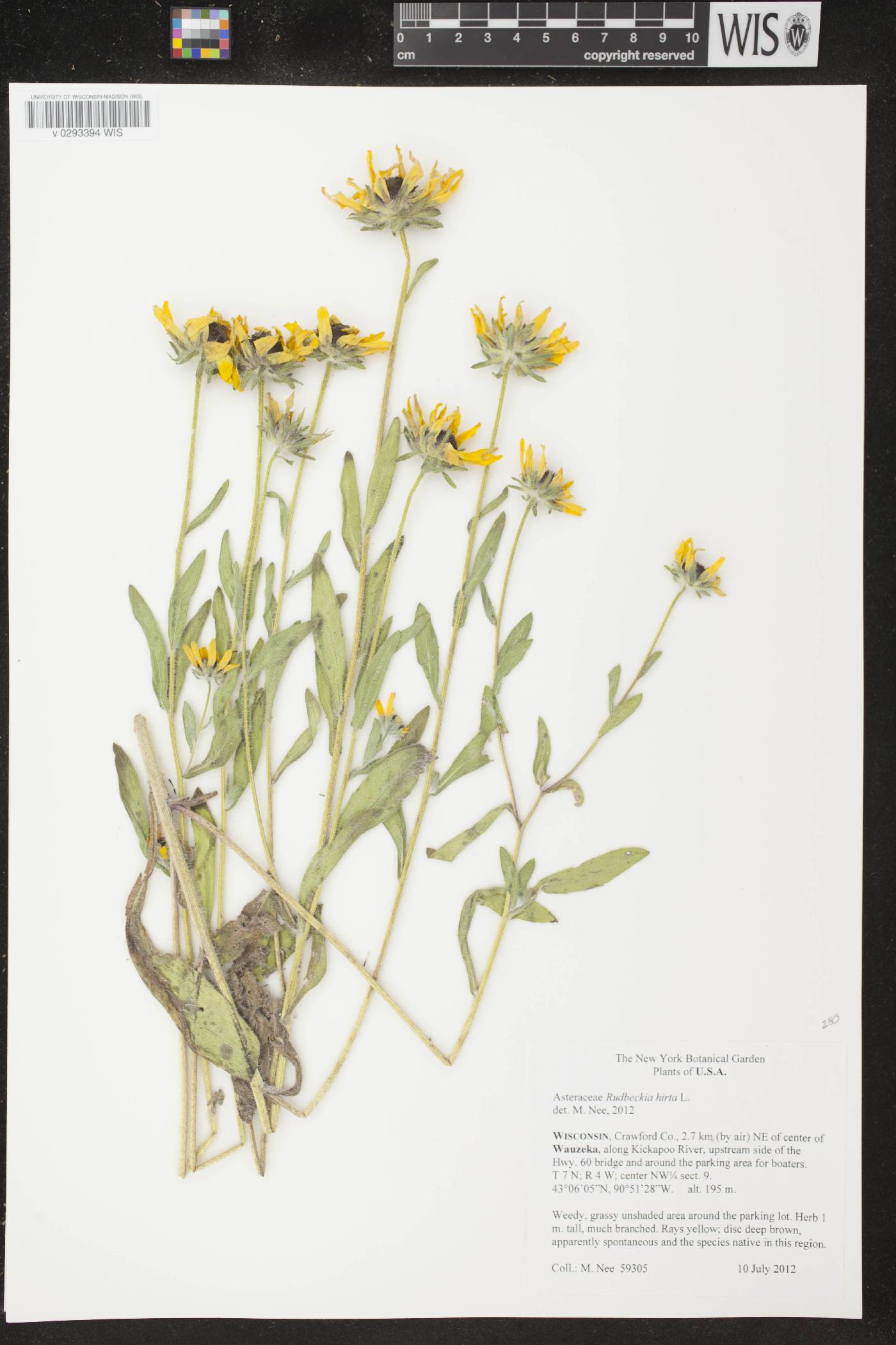 Rudbeckia hirta image