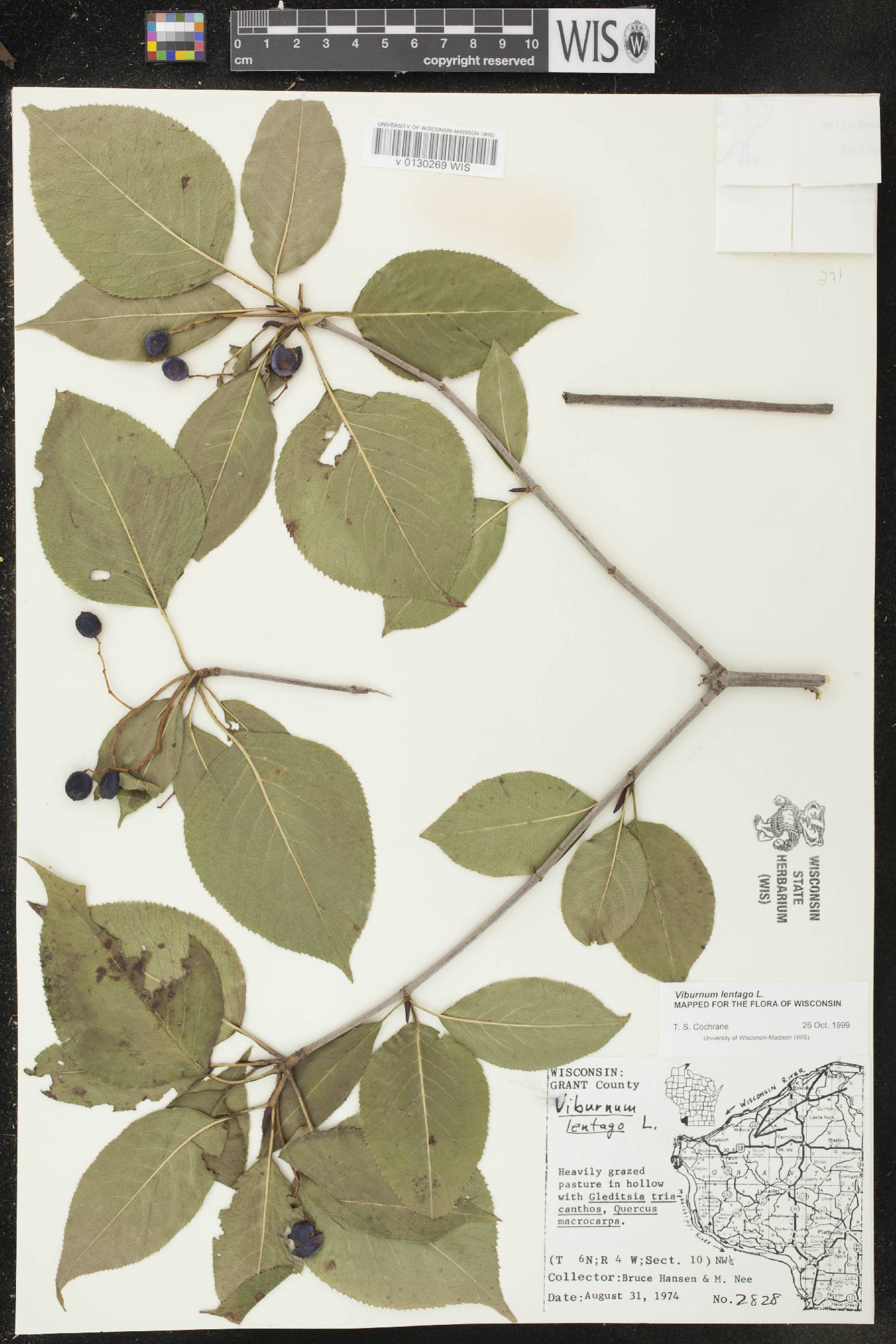 Viburnum lentago image
