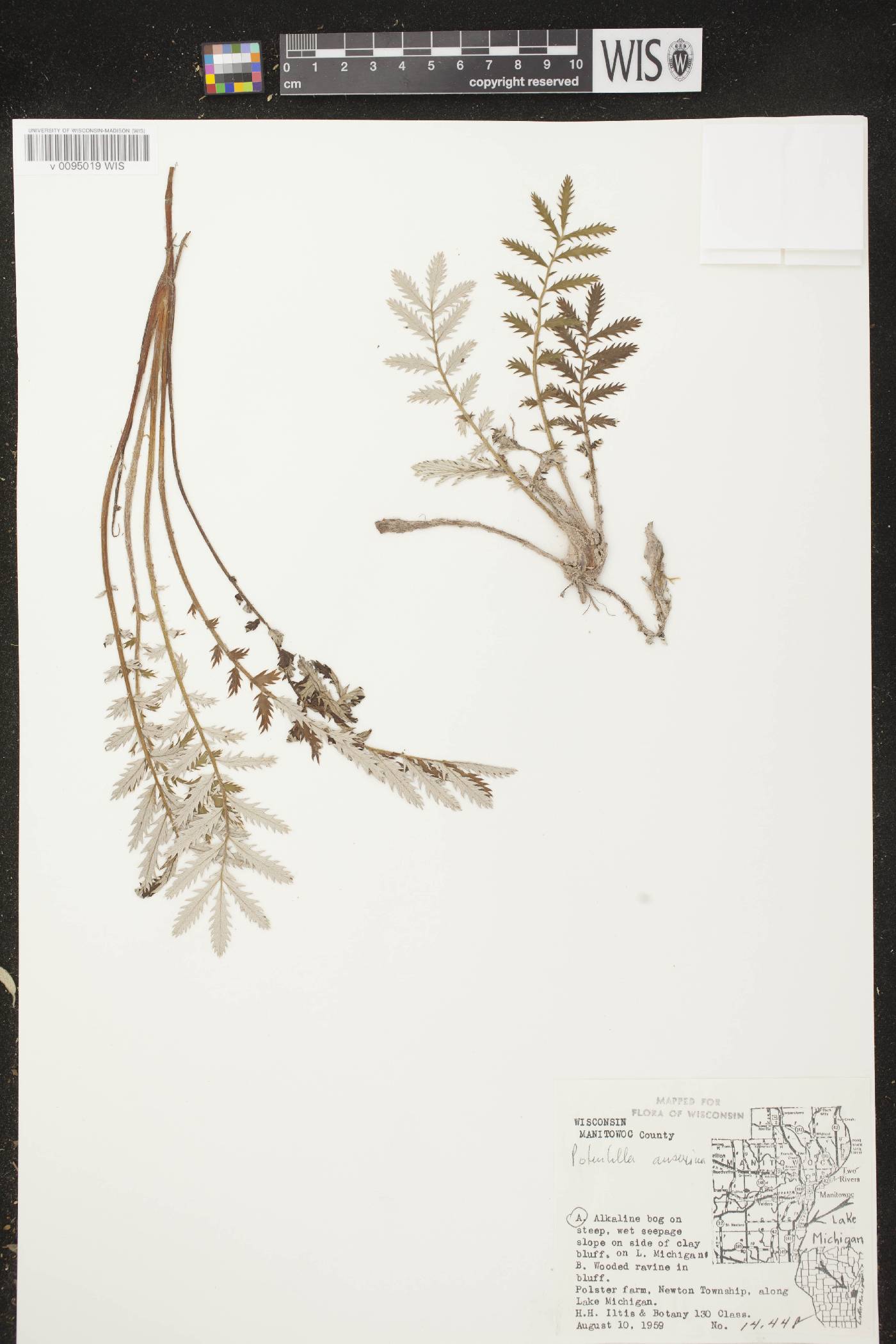 Potentilla anserina subsp. anserina image