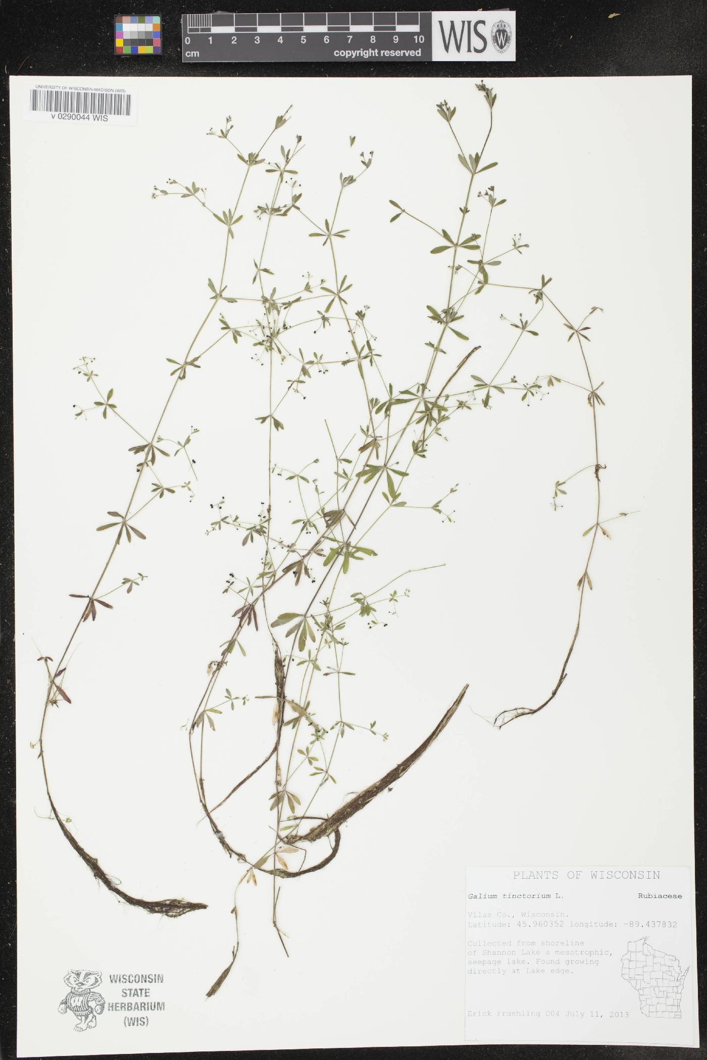 Galium tinctorium image
