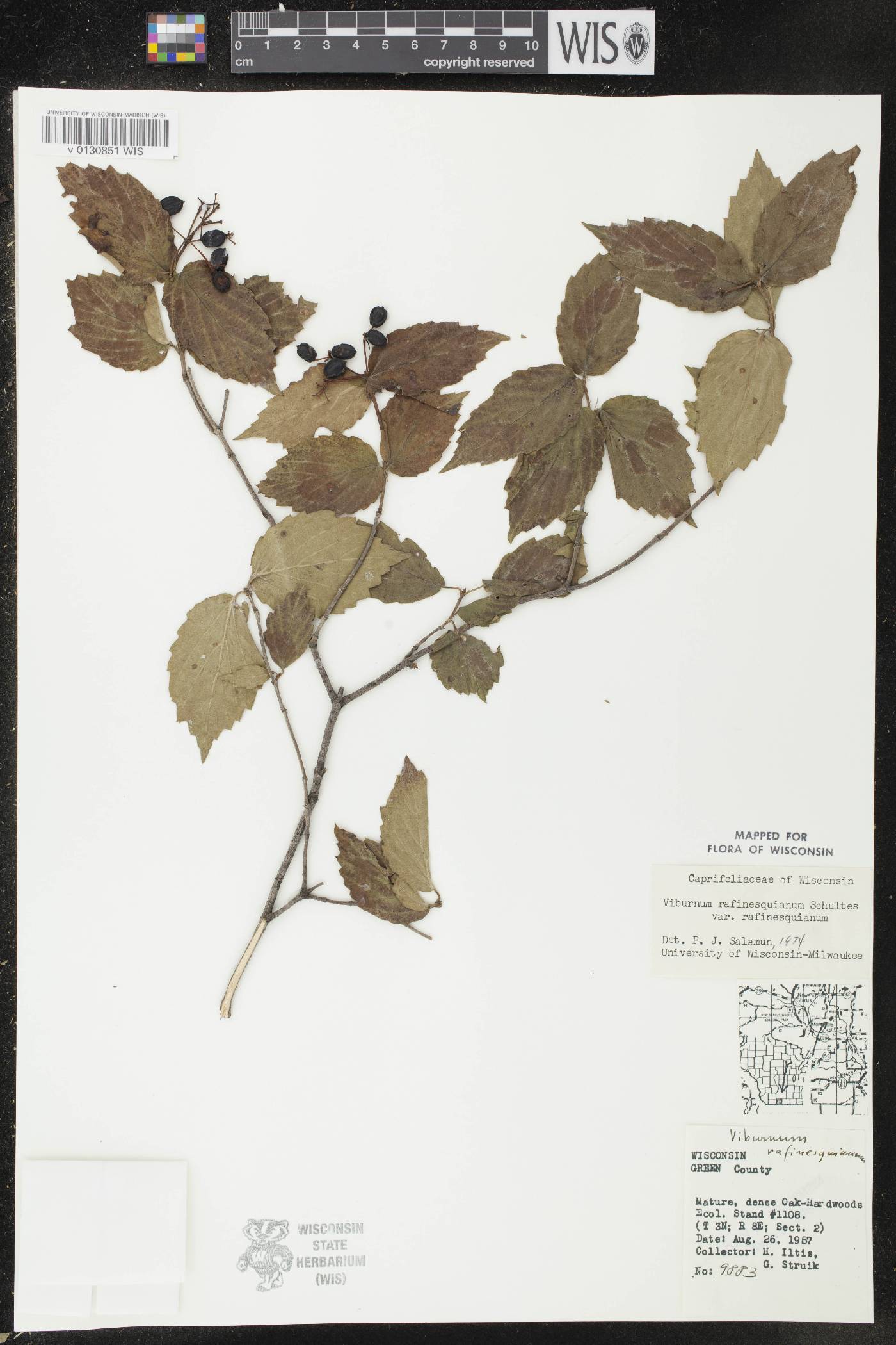 Viburnum rafinesquianum var. rafinesquianum image