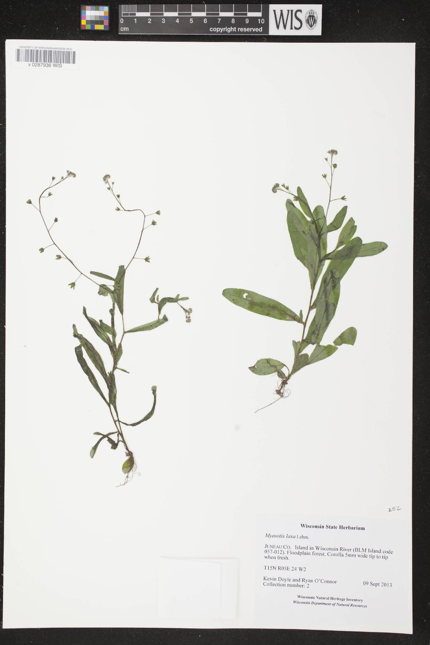 Myosotis laxa image