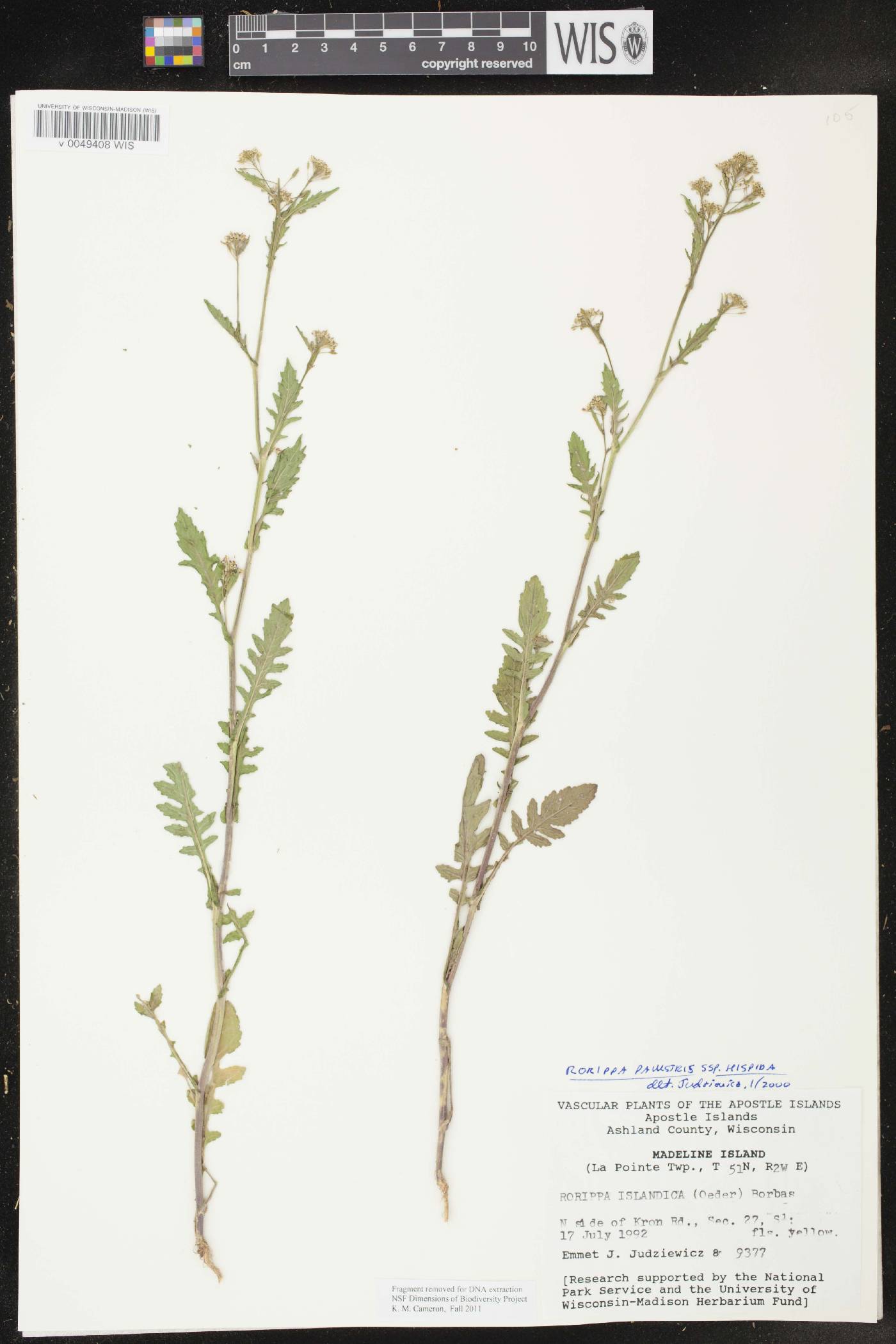 Rorippa palustris subsp. hispida image