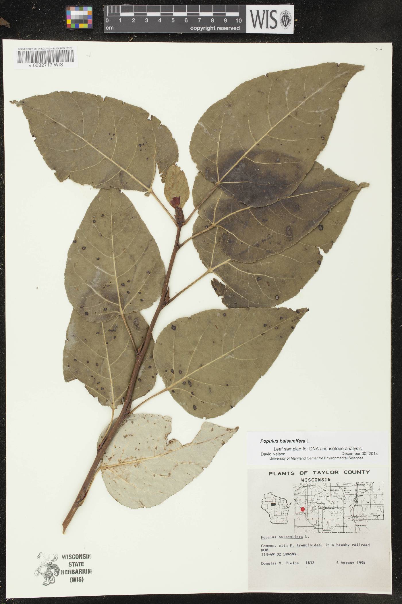 Populus balsamifera image