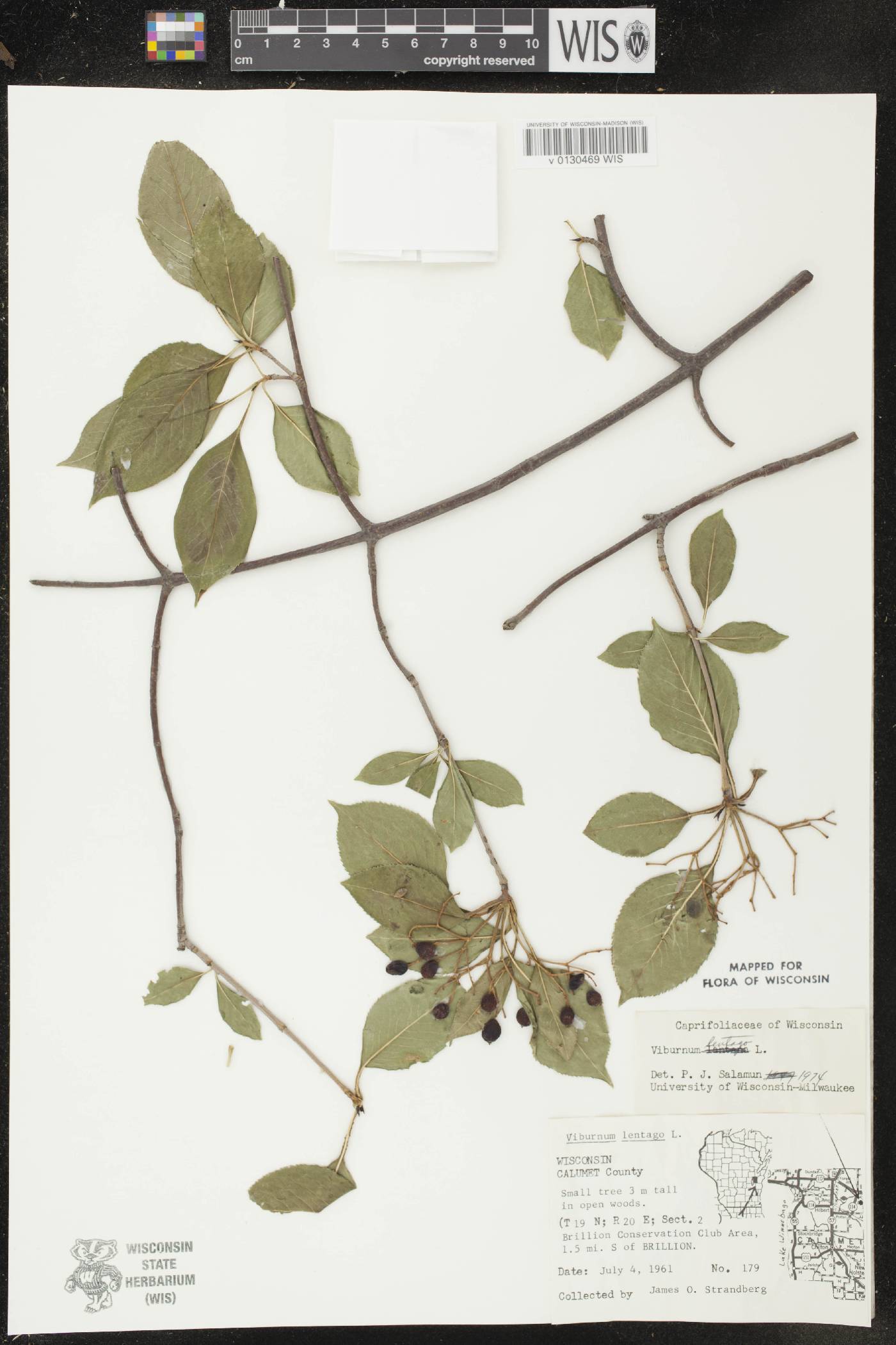 Viburnum lentago image