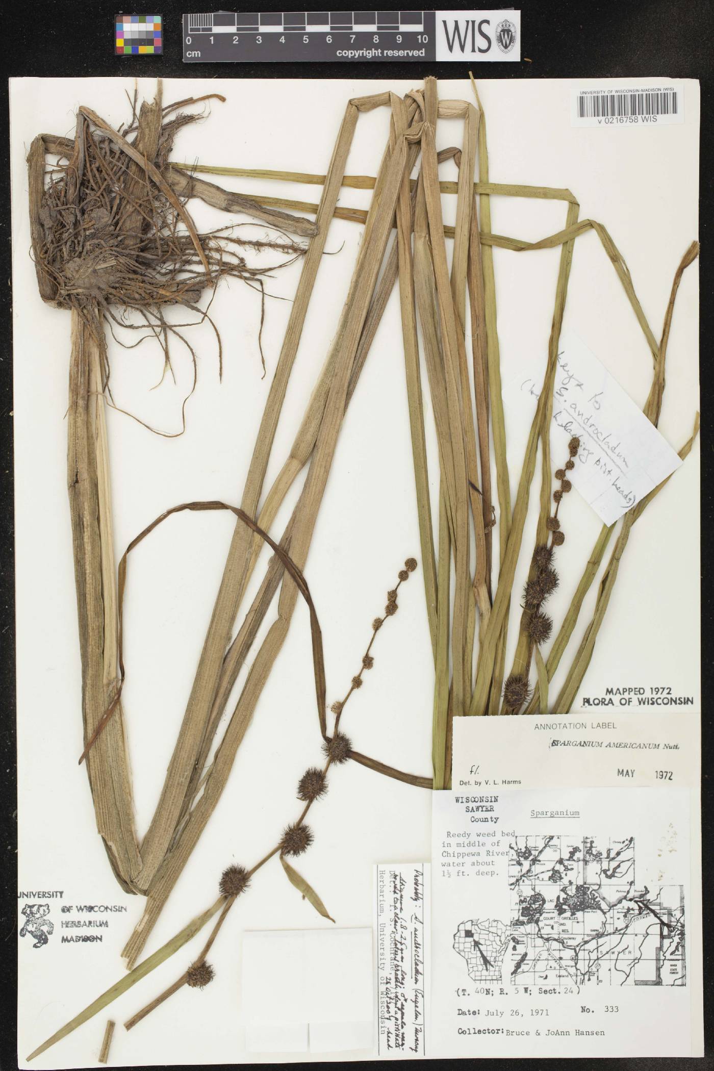 Sparganium androcladum image