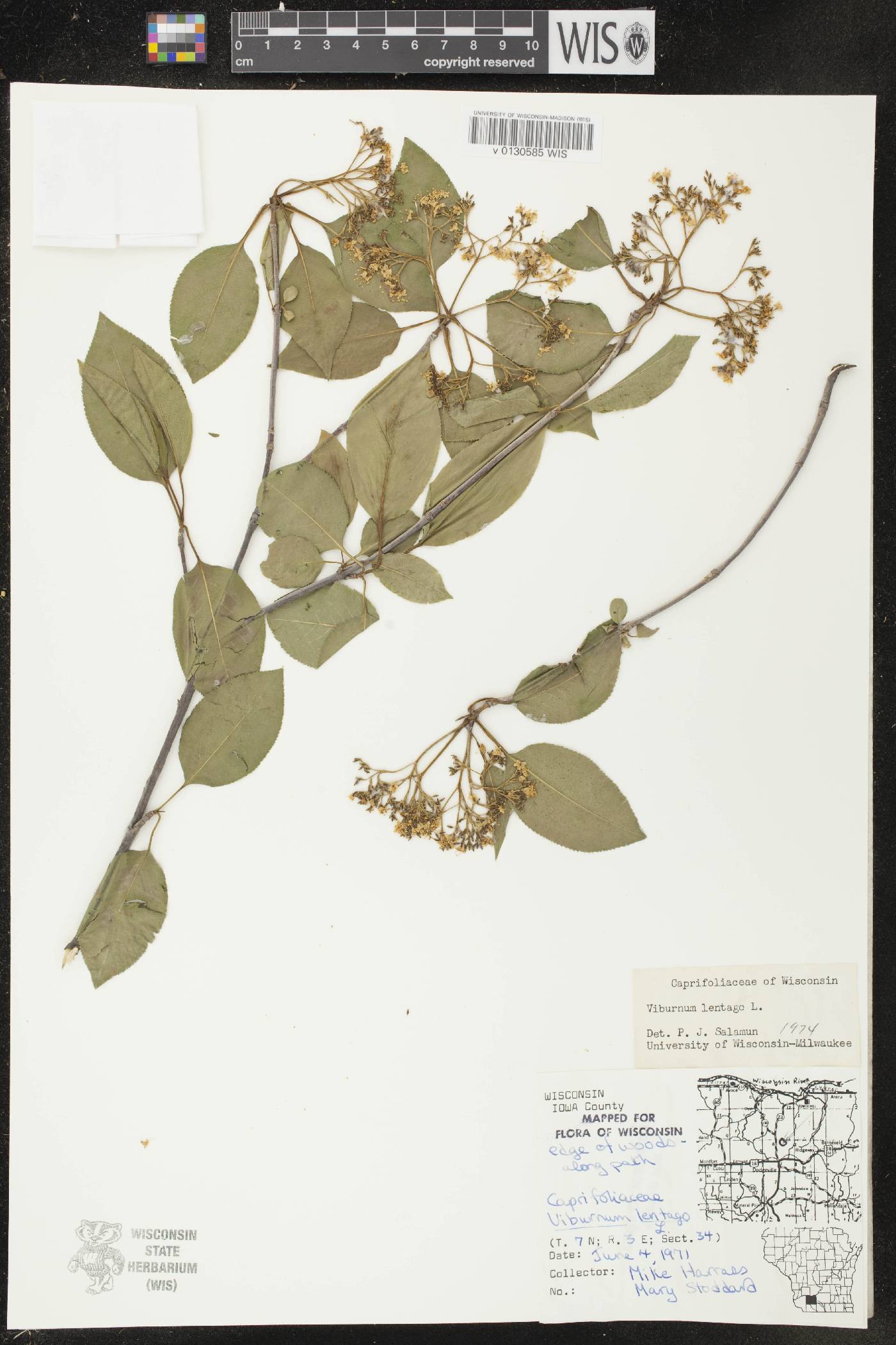 Viburnum lentago image
