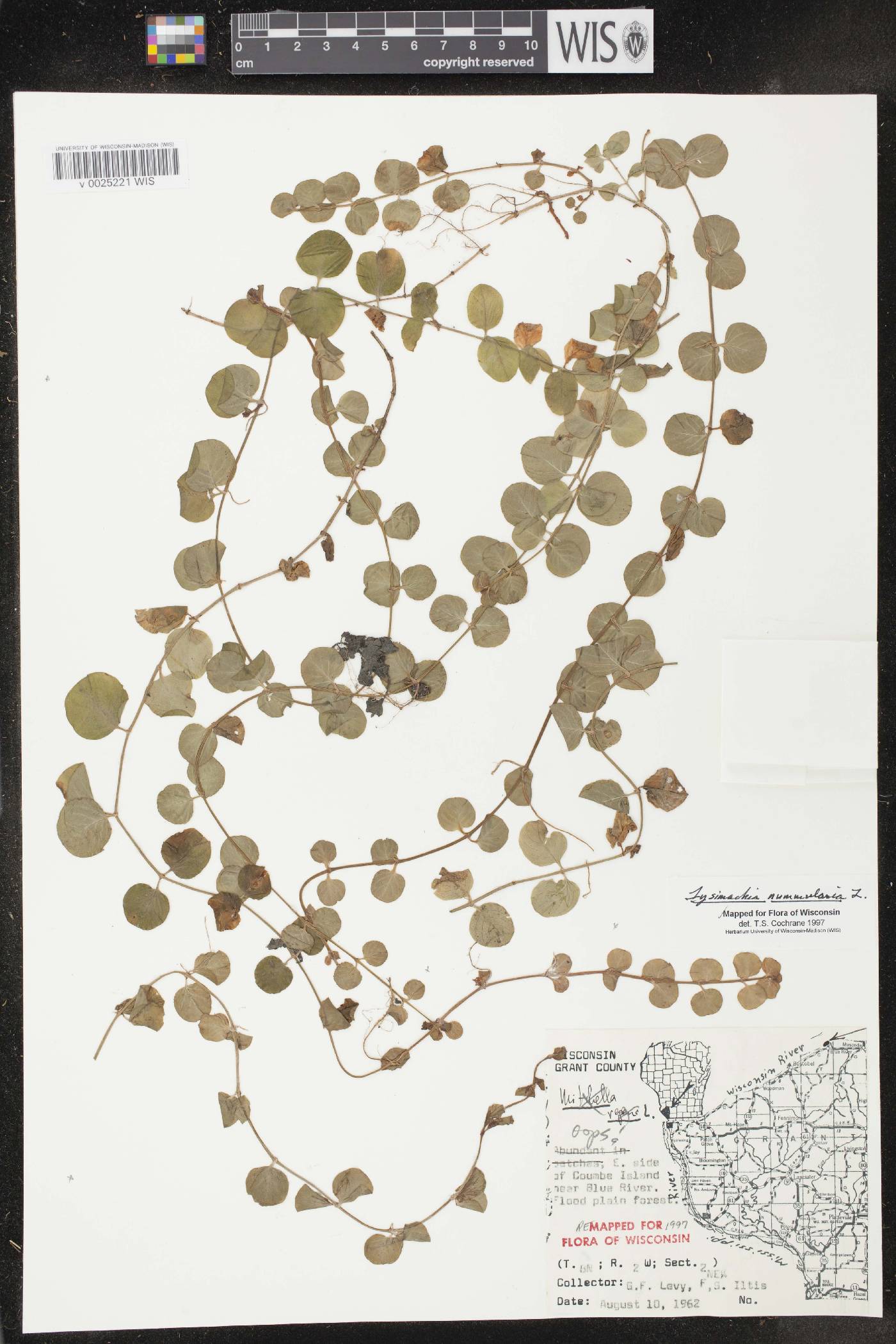 Lysimachia nummularia image