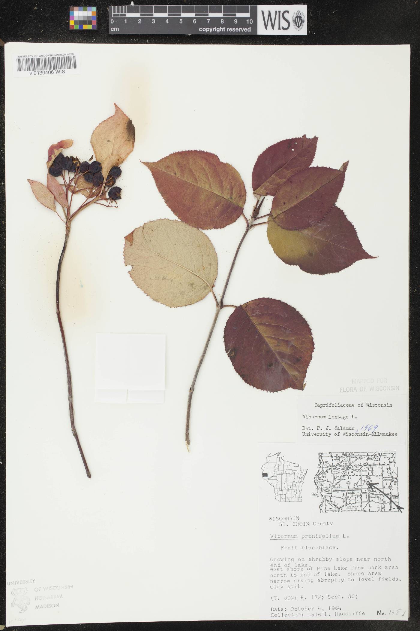 Viburnum lentago image