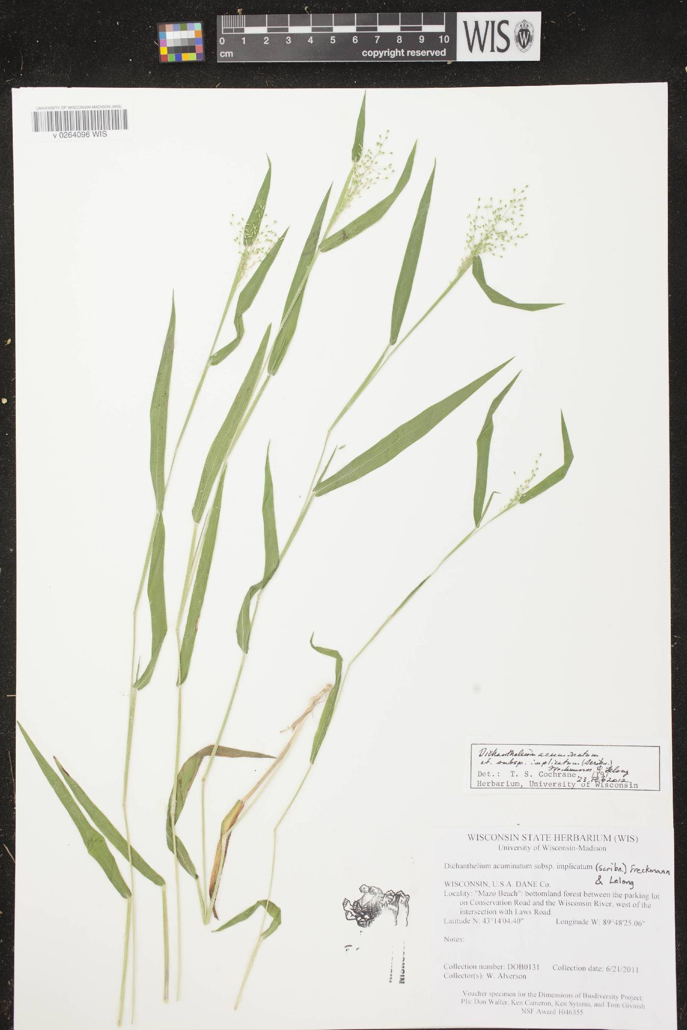 Dichanthelium meridionale image