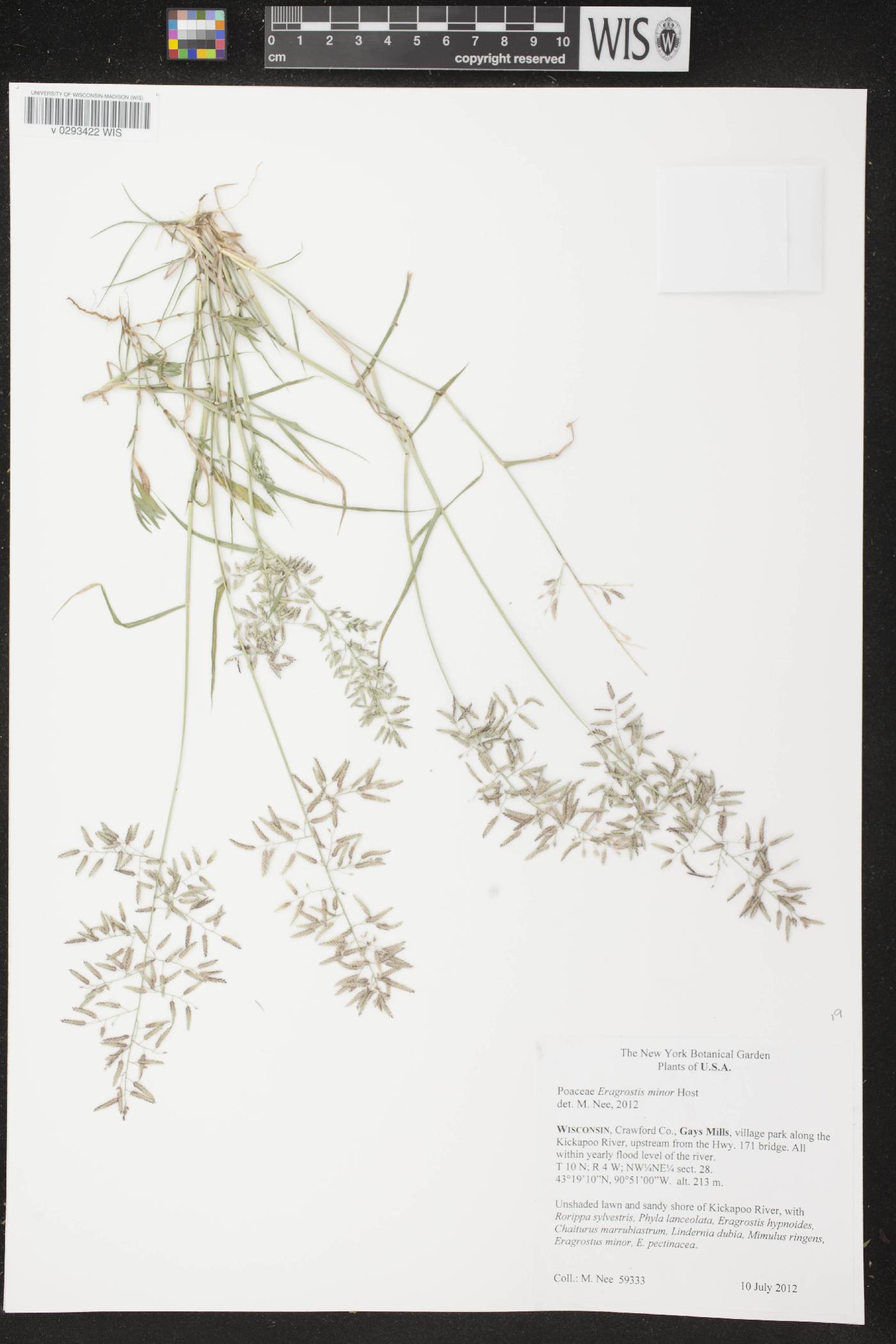 Eragrostis minor image