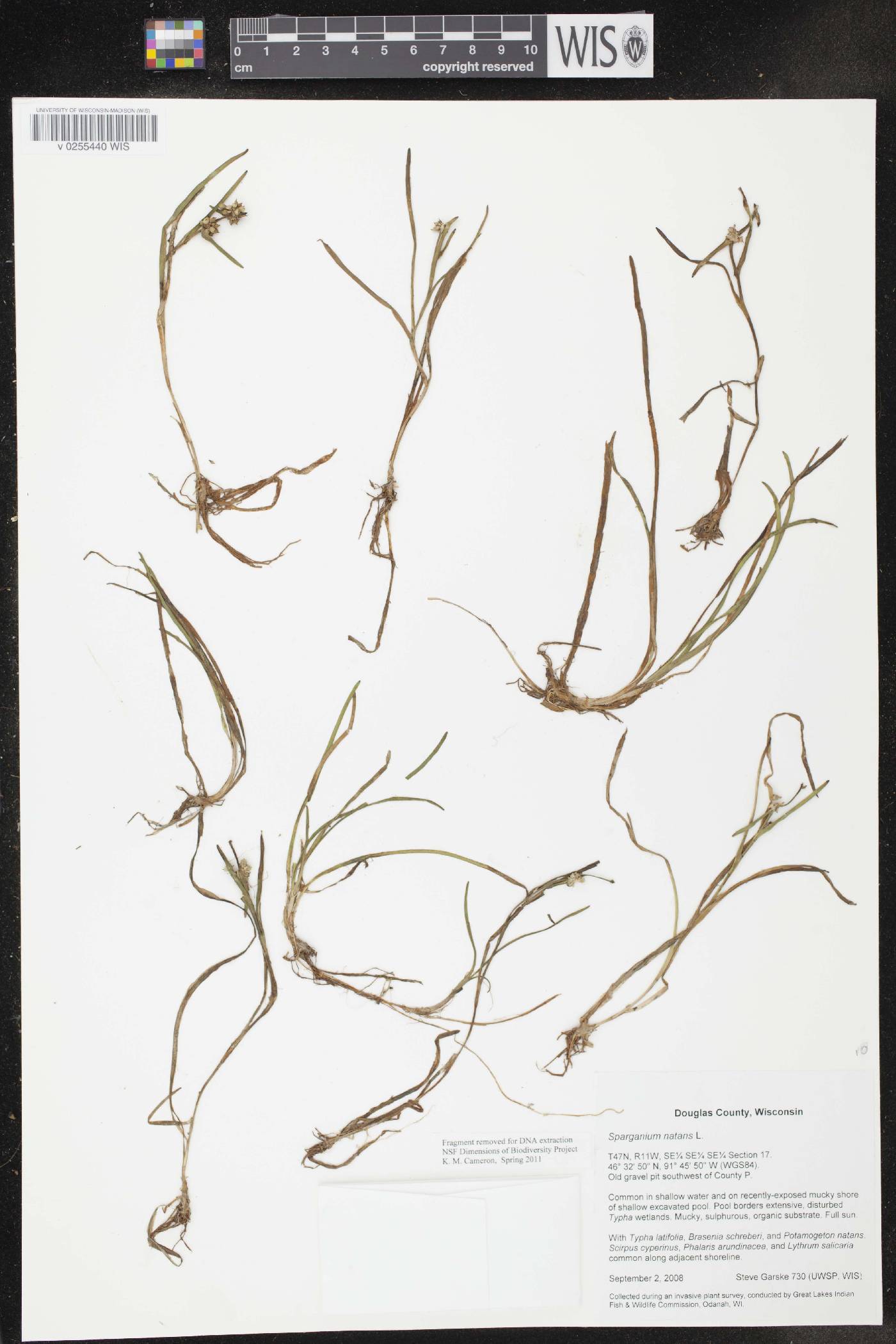 Sparganium natans image
