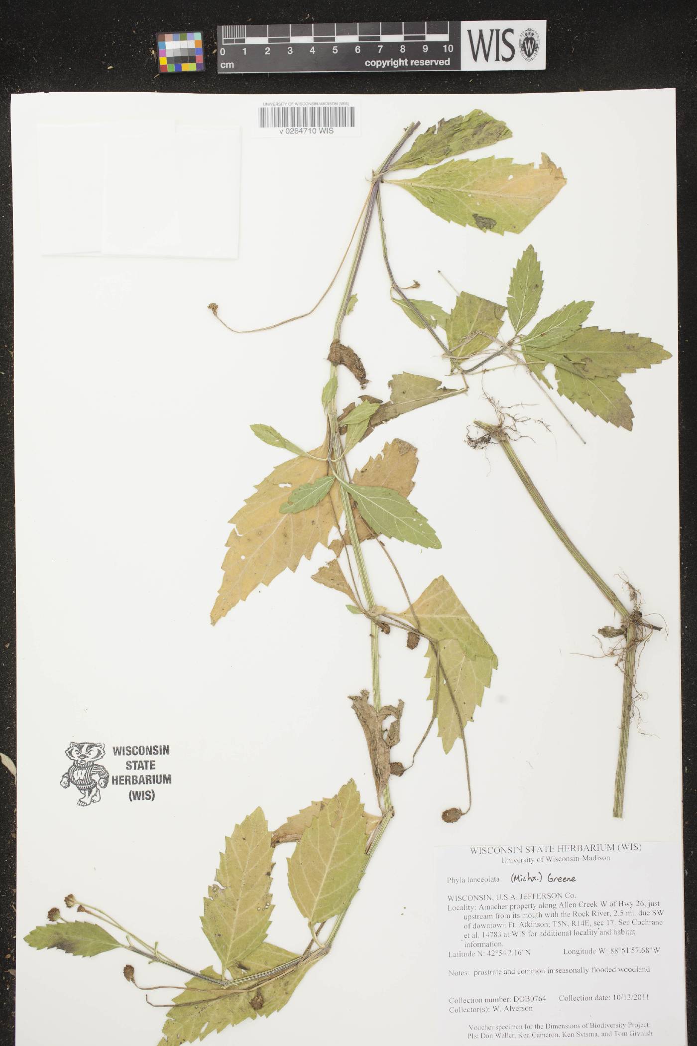 Phyla lanceolata image