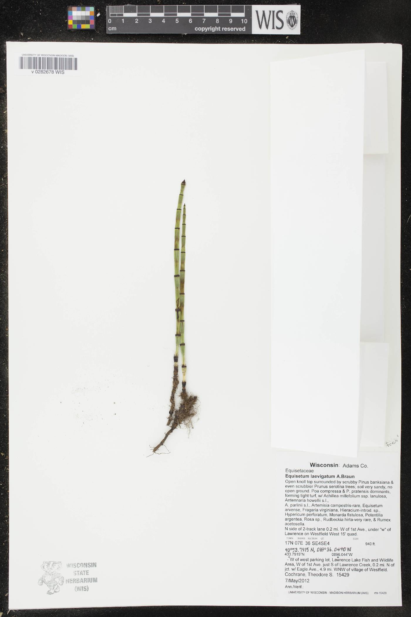 Equisetum laevigatum image