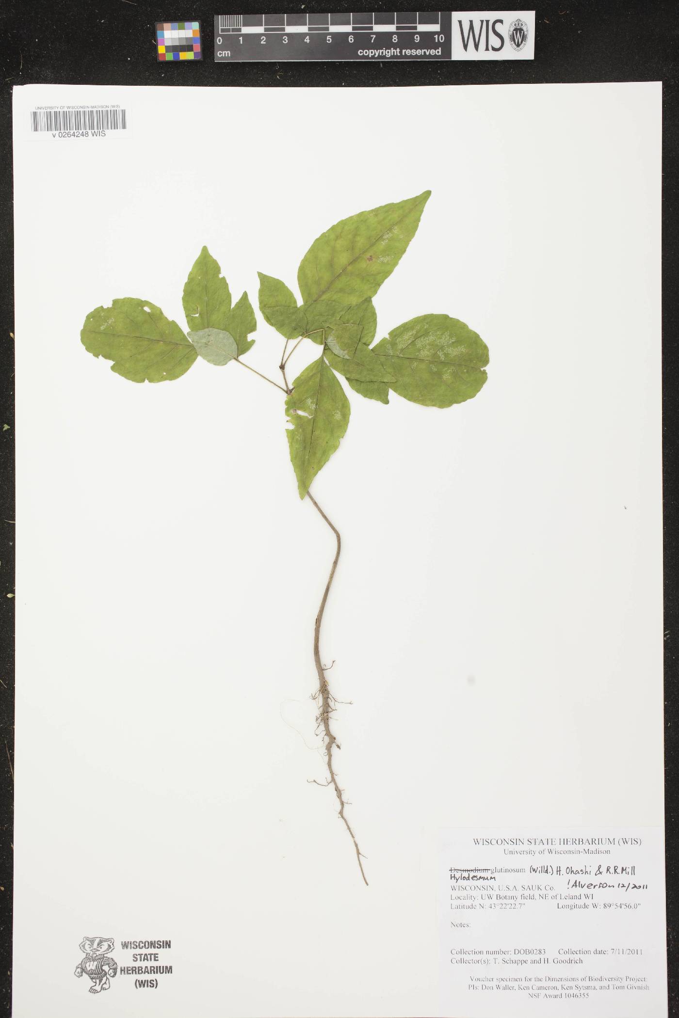 Fraxinus americana image