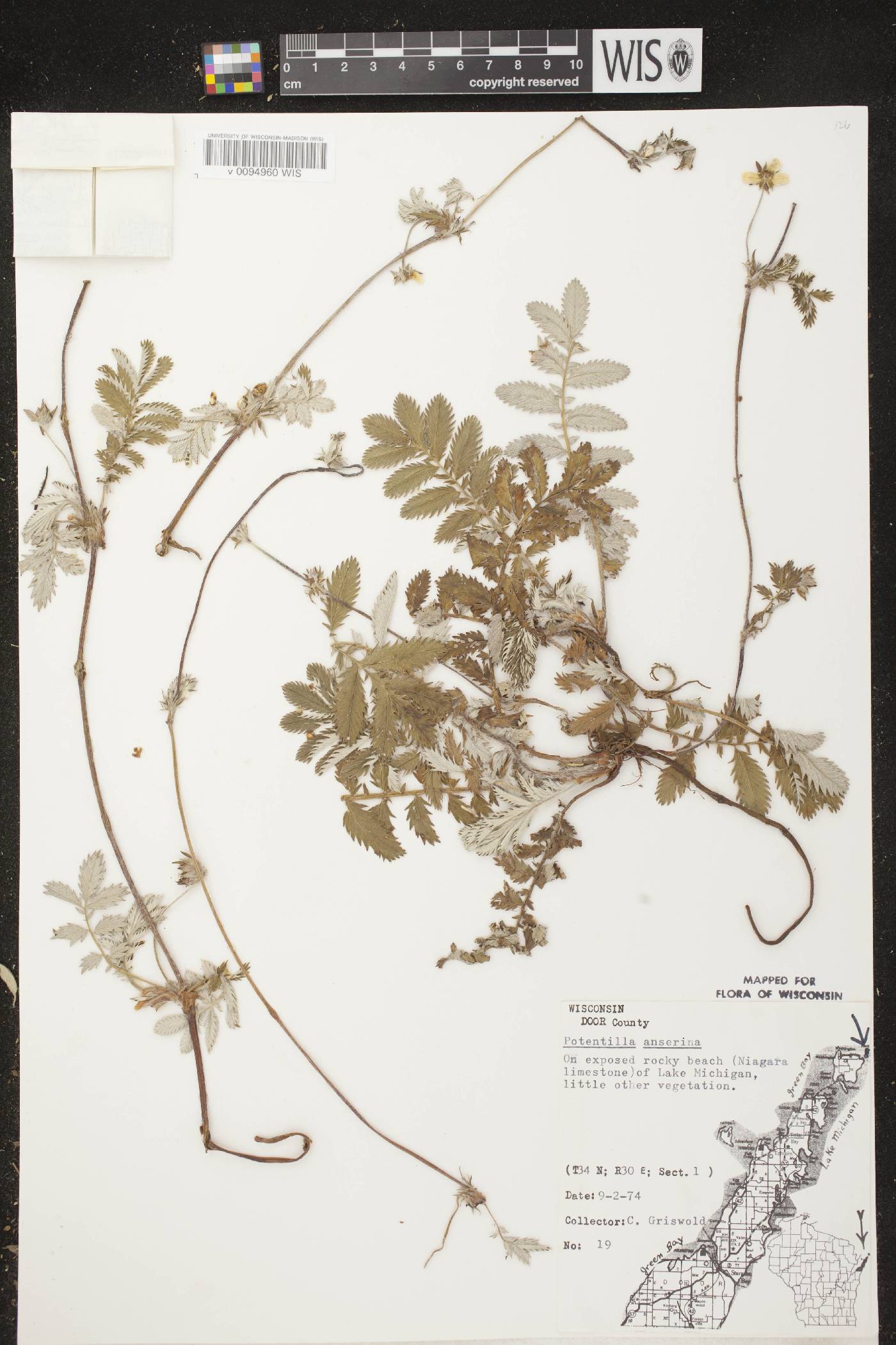 Potentilla anserina subsp. anserina image