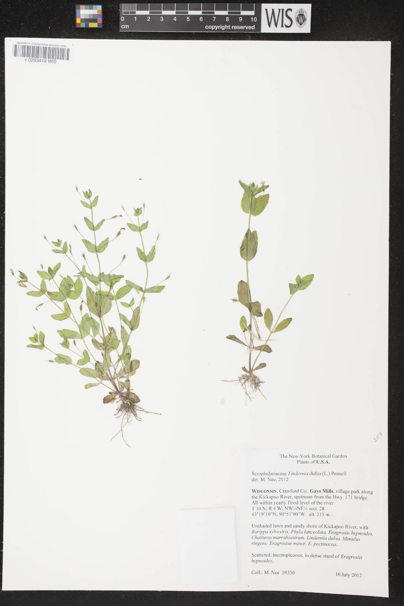 Lindernia dubia image